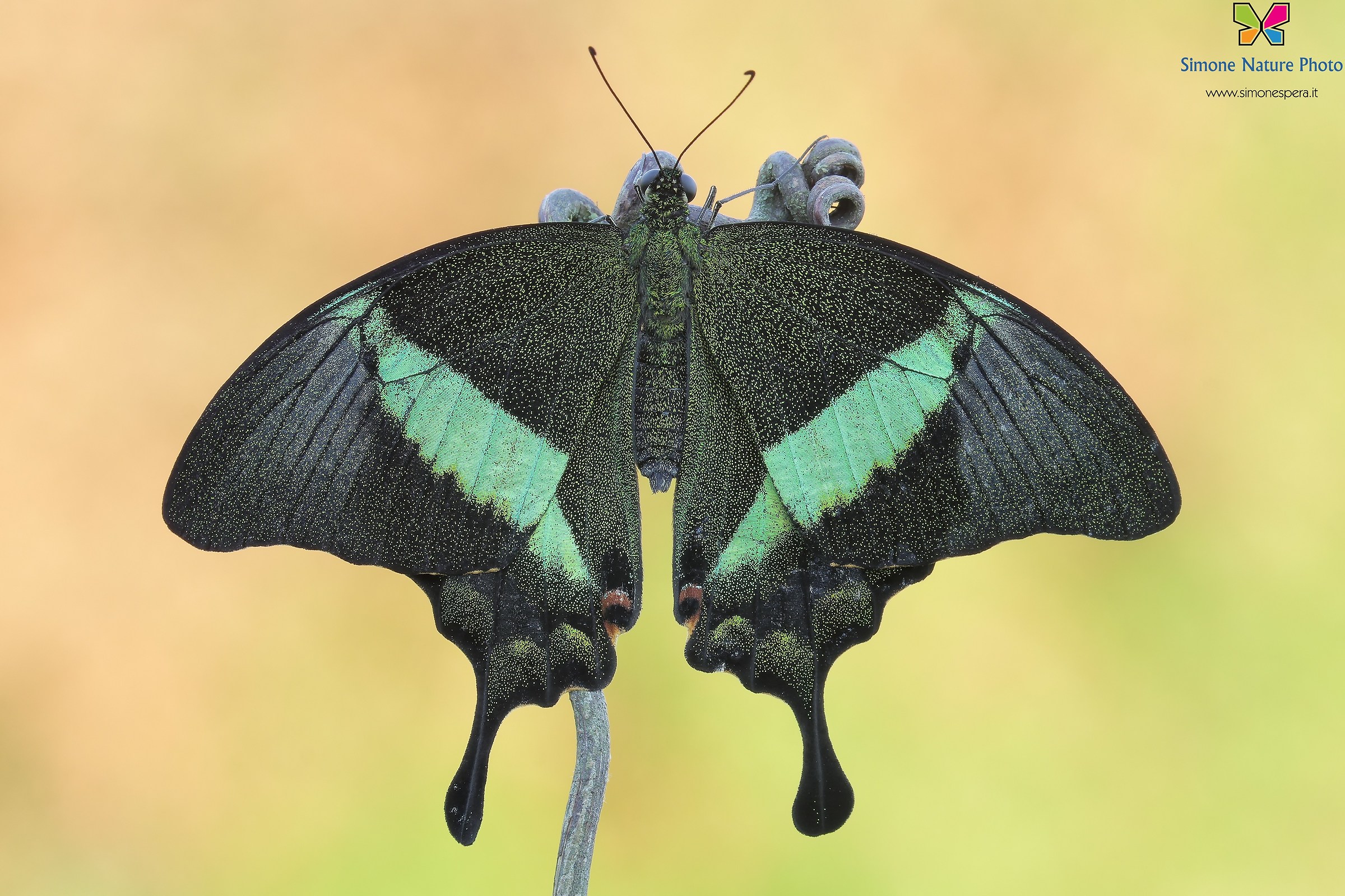 Papilio Palinurus.....