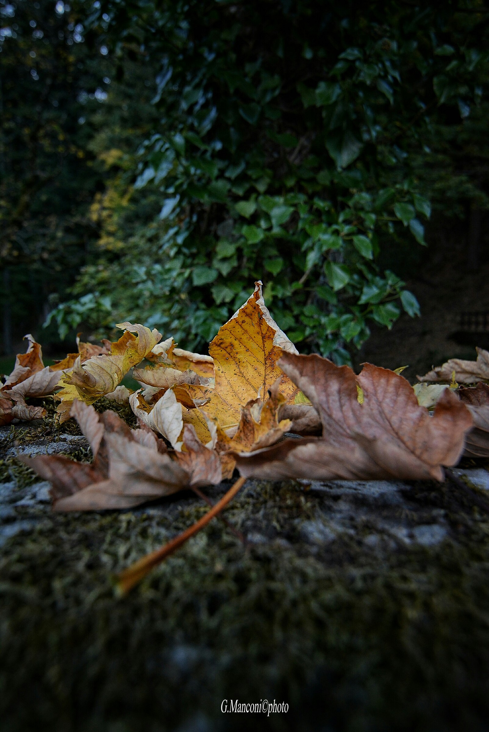 Autumn and its colors