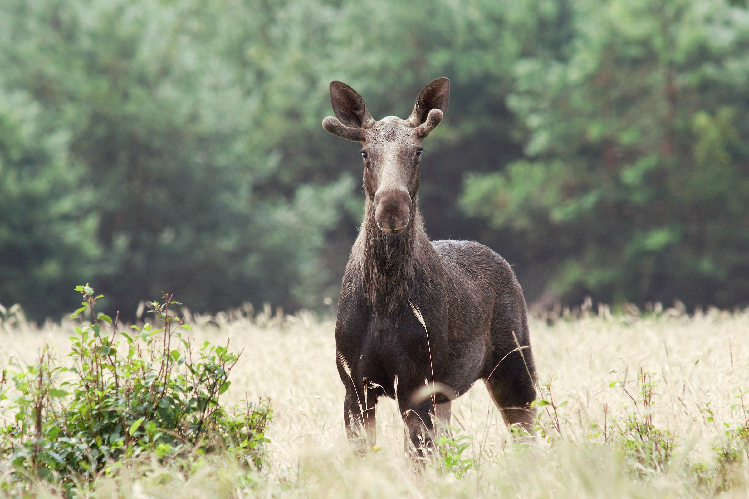 Moose (Alces alces)