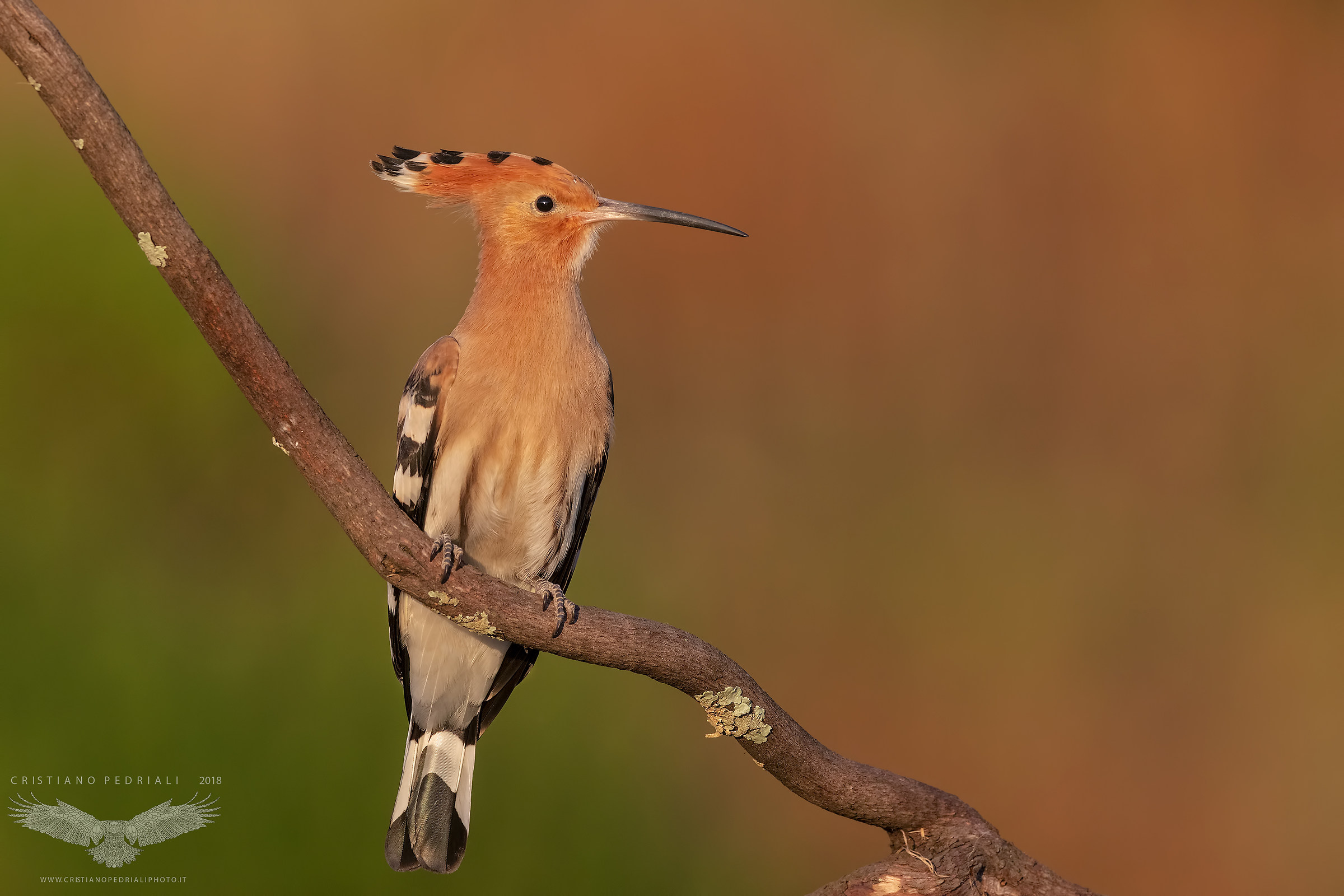 Upupa juv e ultime luci...