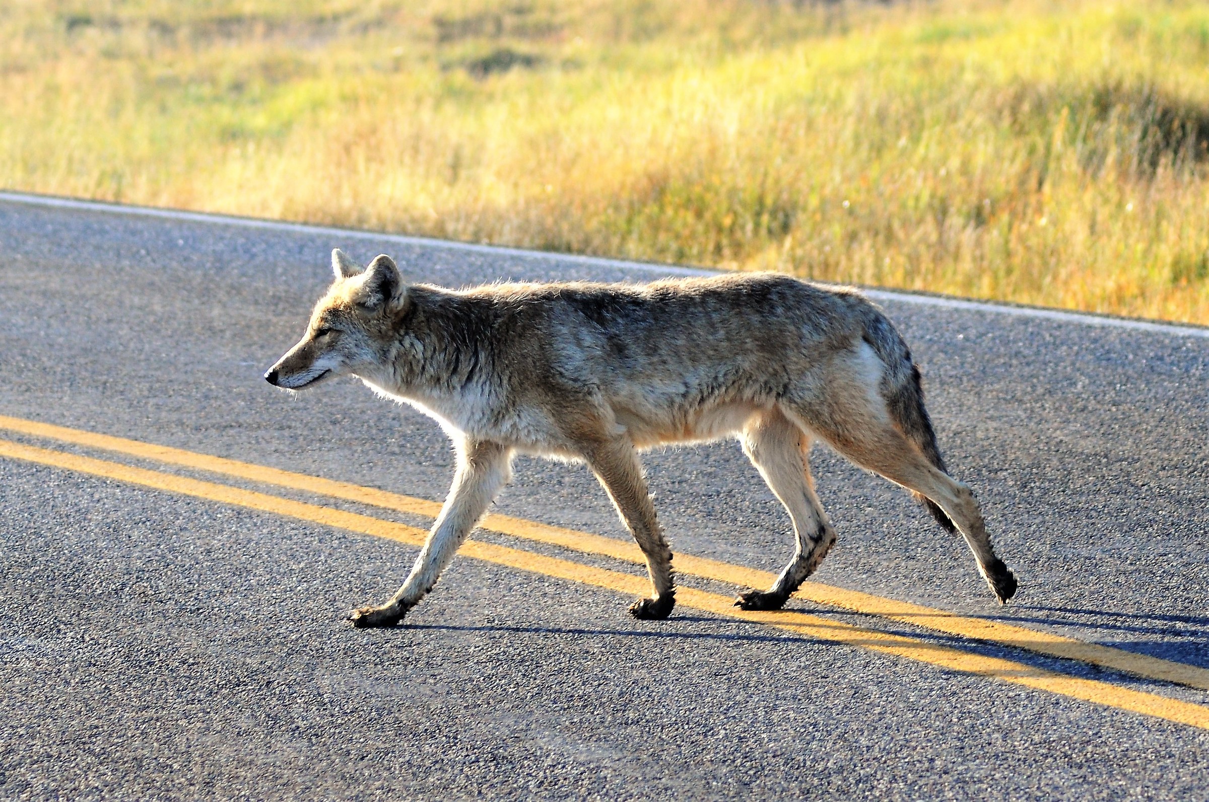 Attenzione attraversamento coyote in corso