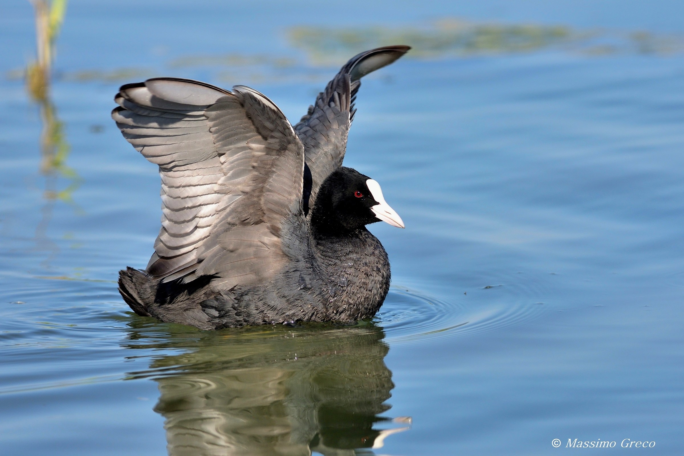 Folaga (Fulica atra)