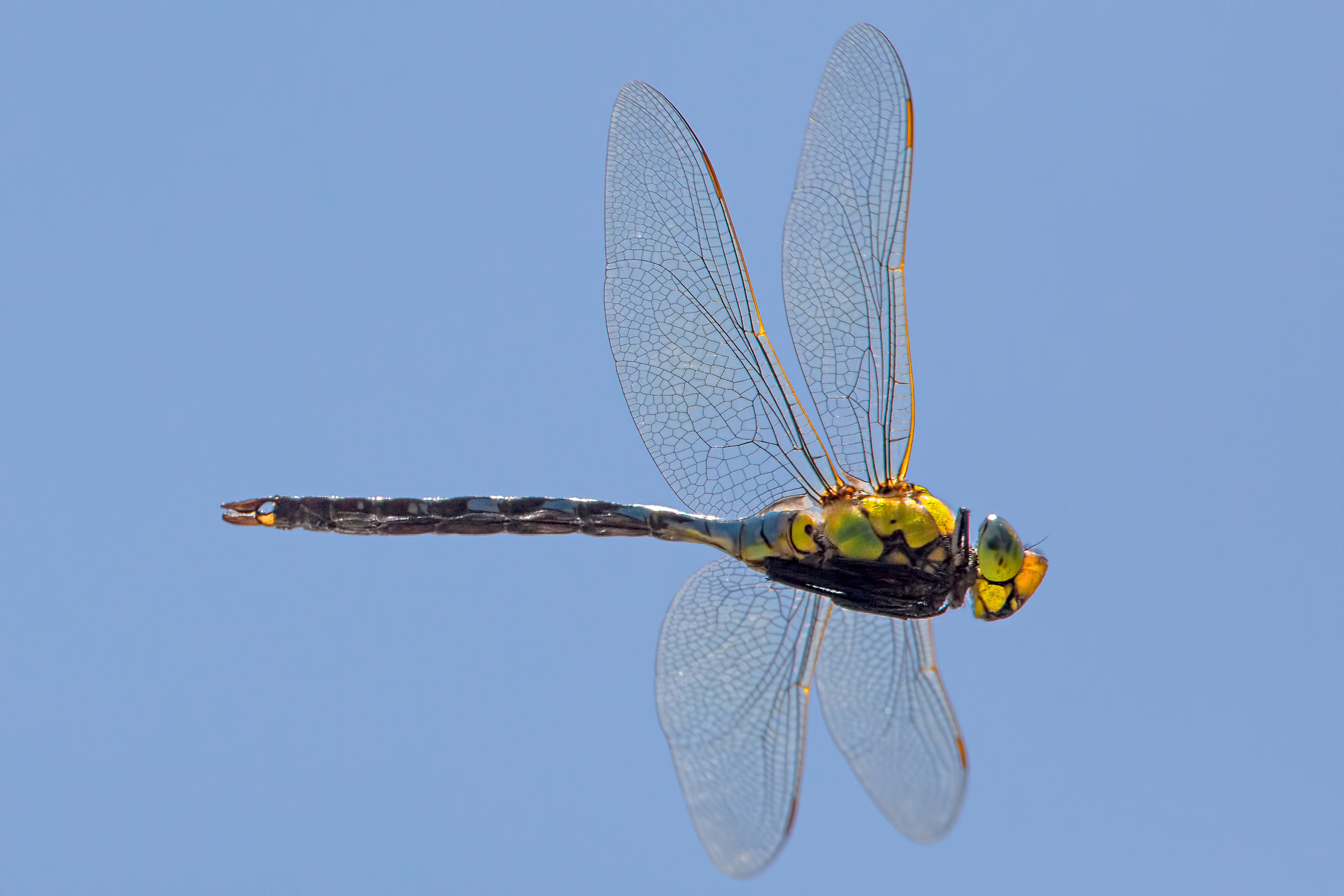 DragonFly in flight