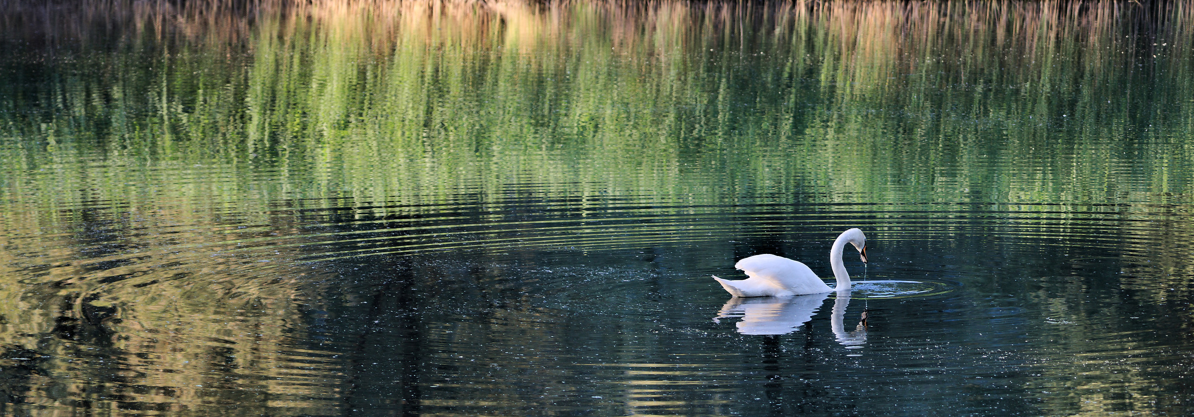 Cigno alle Bolle di Magadino
