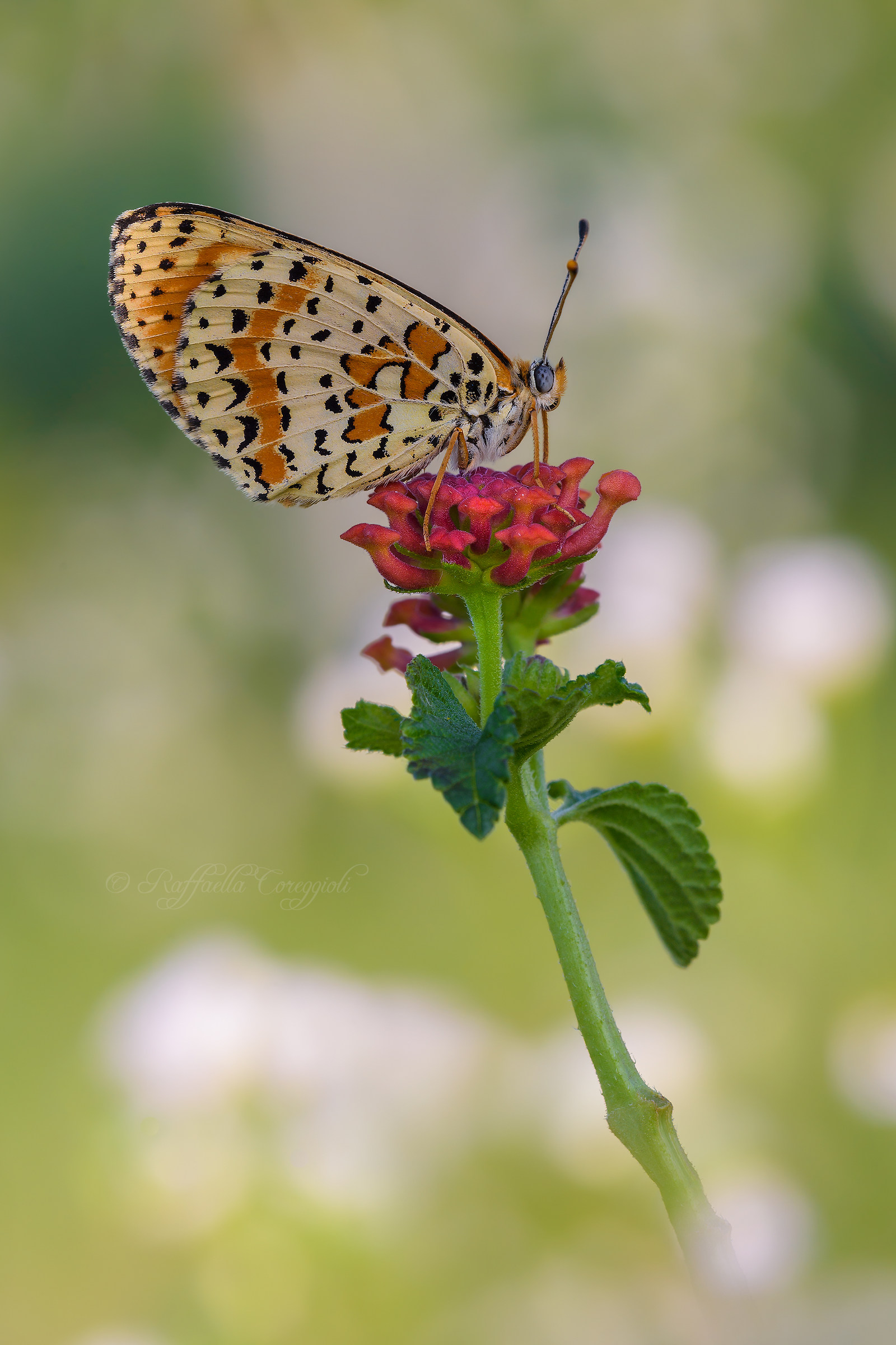 Meno male ci sono le didyma..