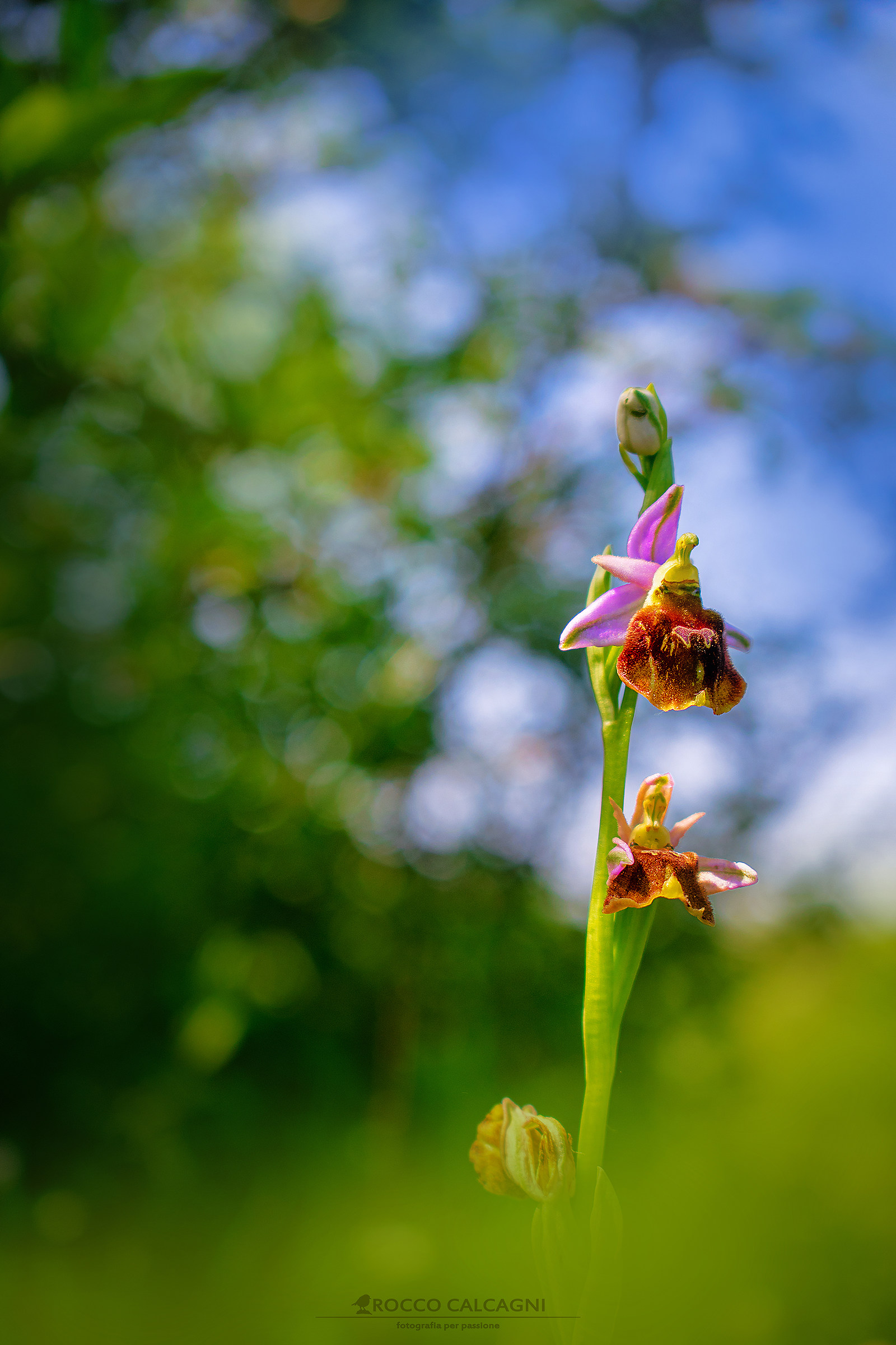 Ophrys Argolic