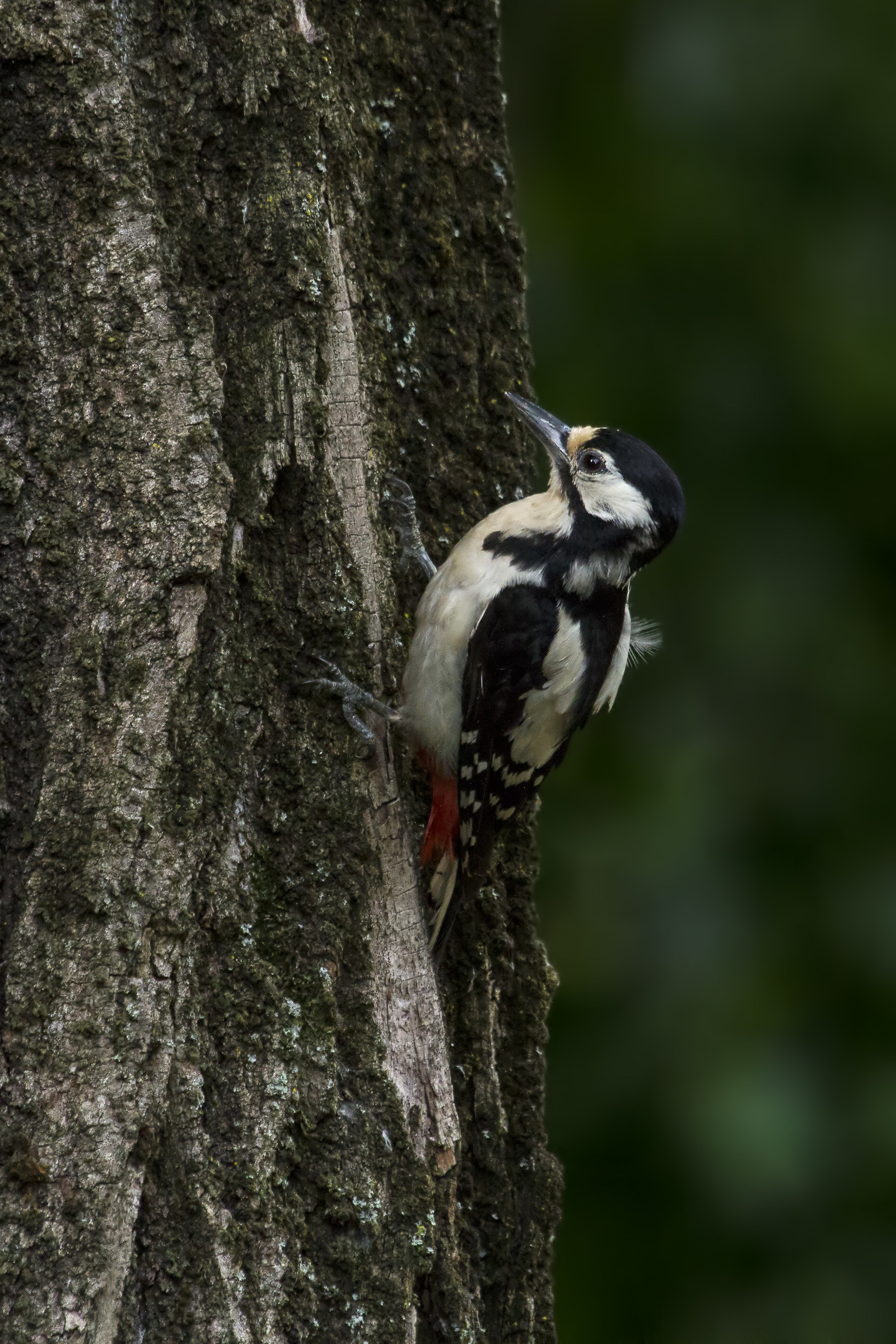 Senior Red Woodpecker