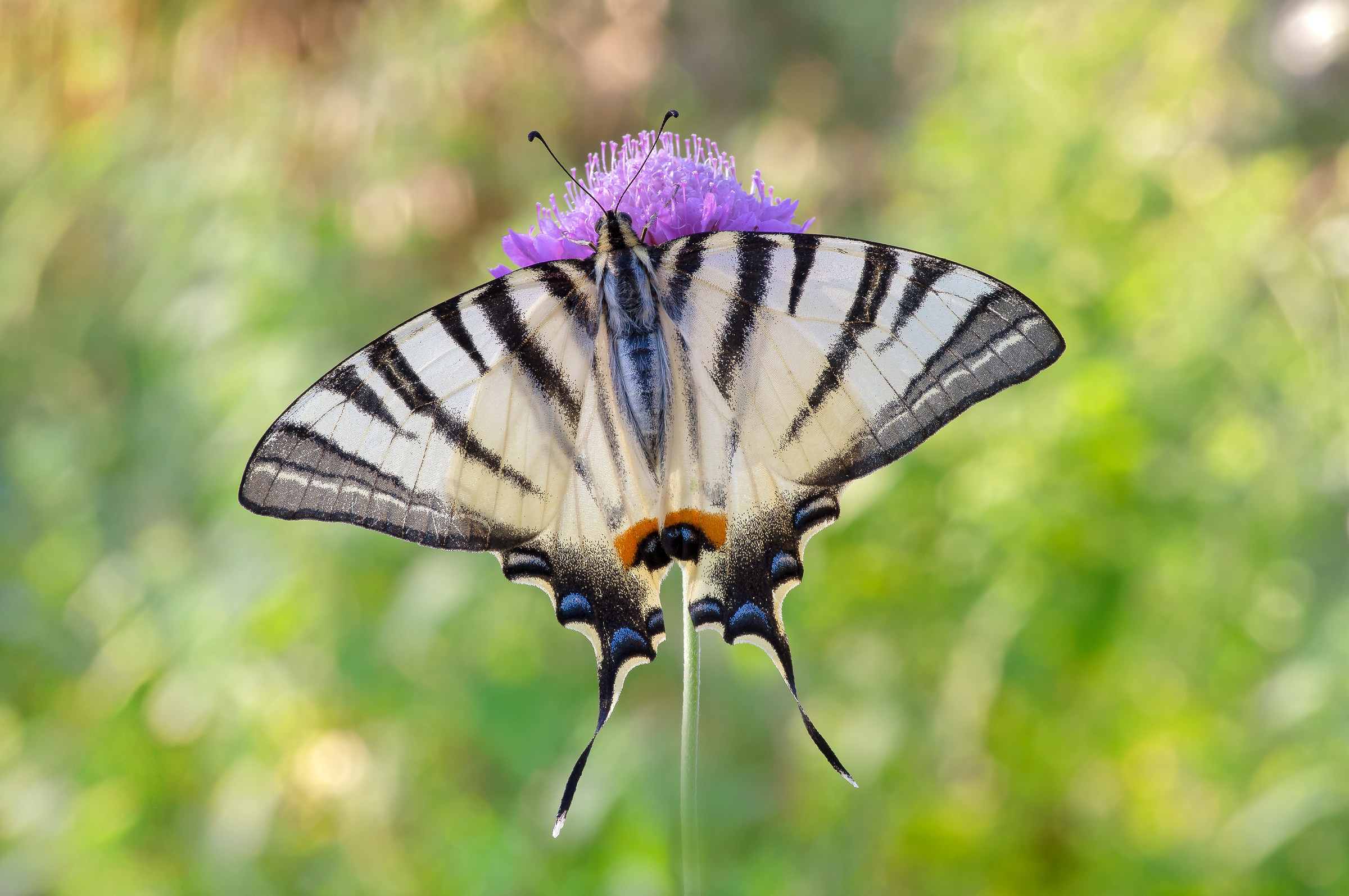 Iphiclides podalirius ( Linnaeus, 1758 )