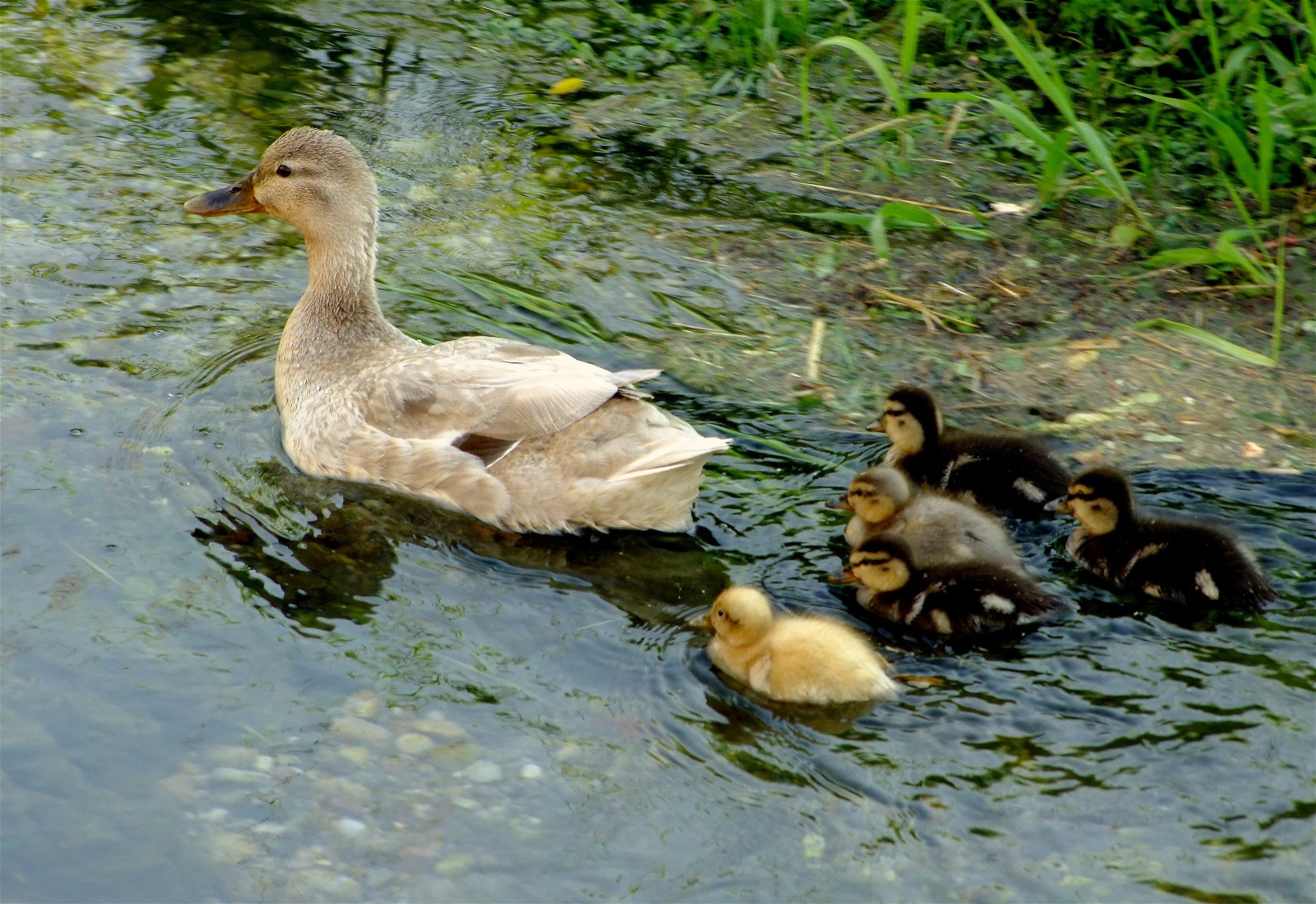 Mama Duck and Offspring