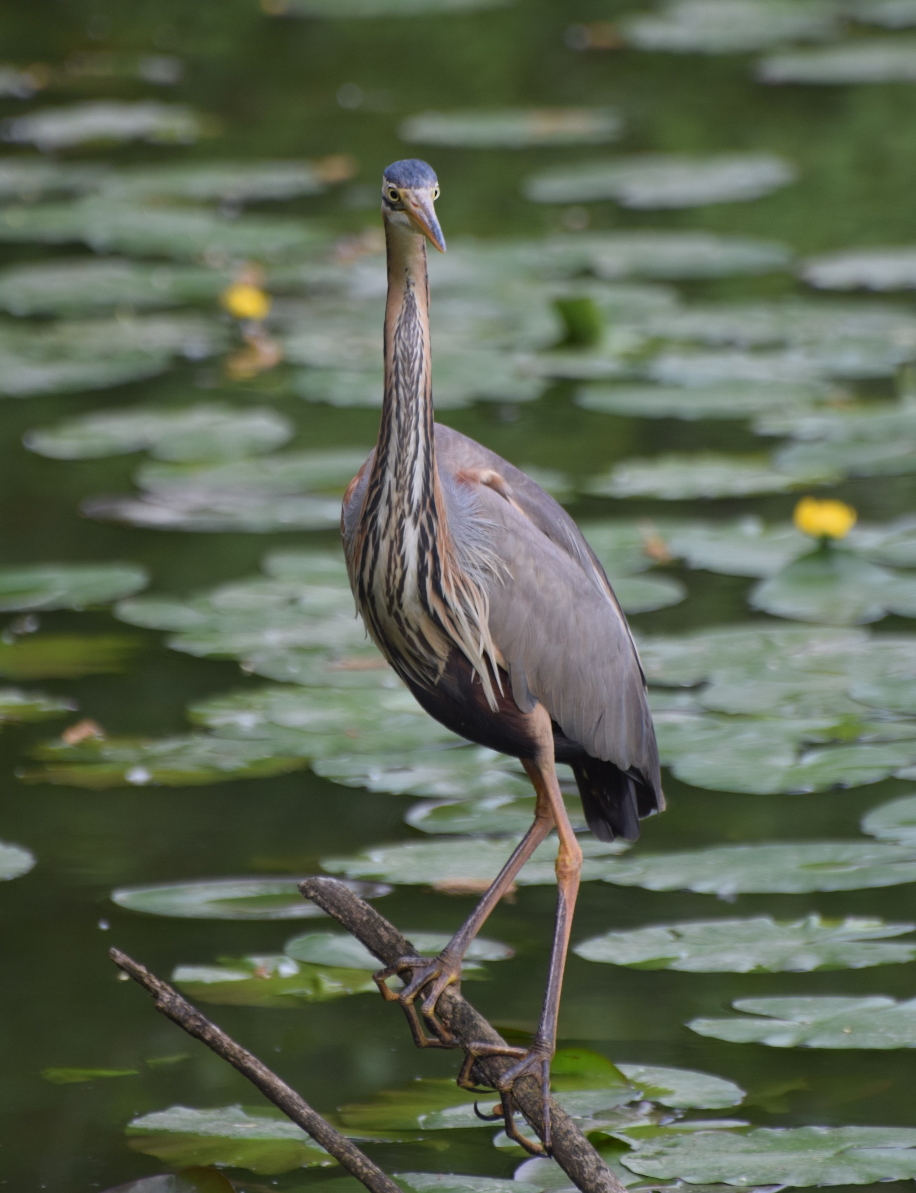 Red Heron