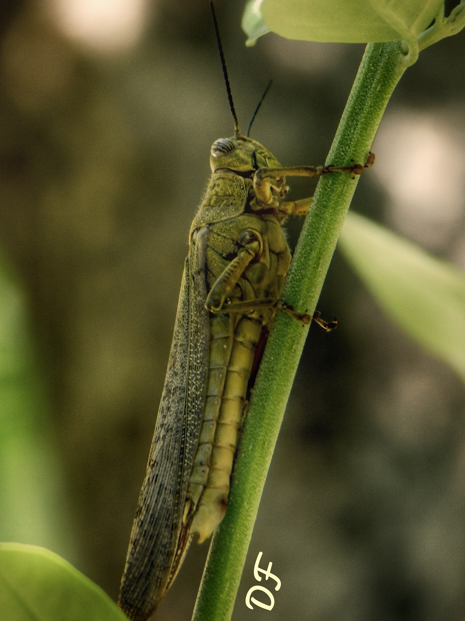 Big Grasshopper (Anacridium aegyptum - Acrididae)