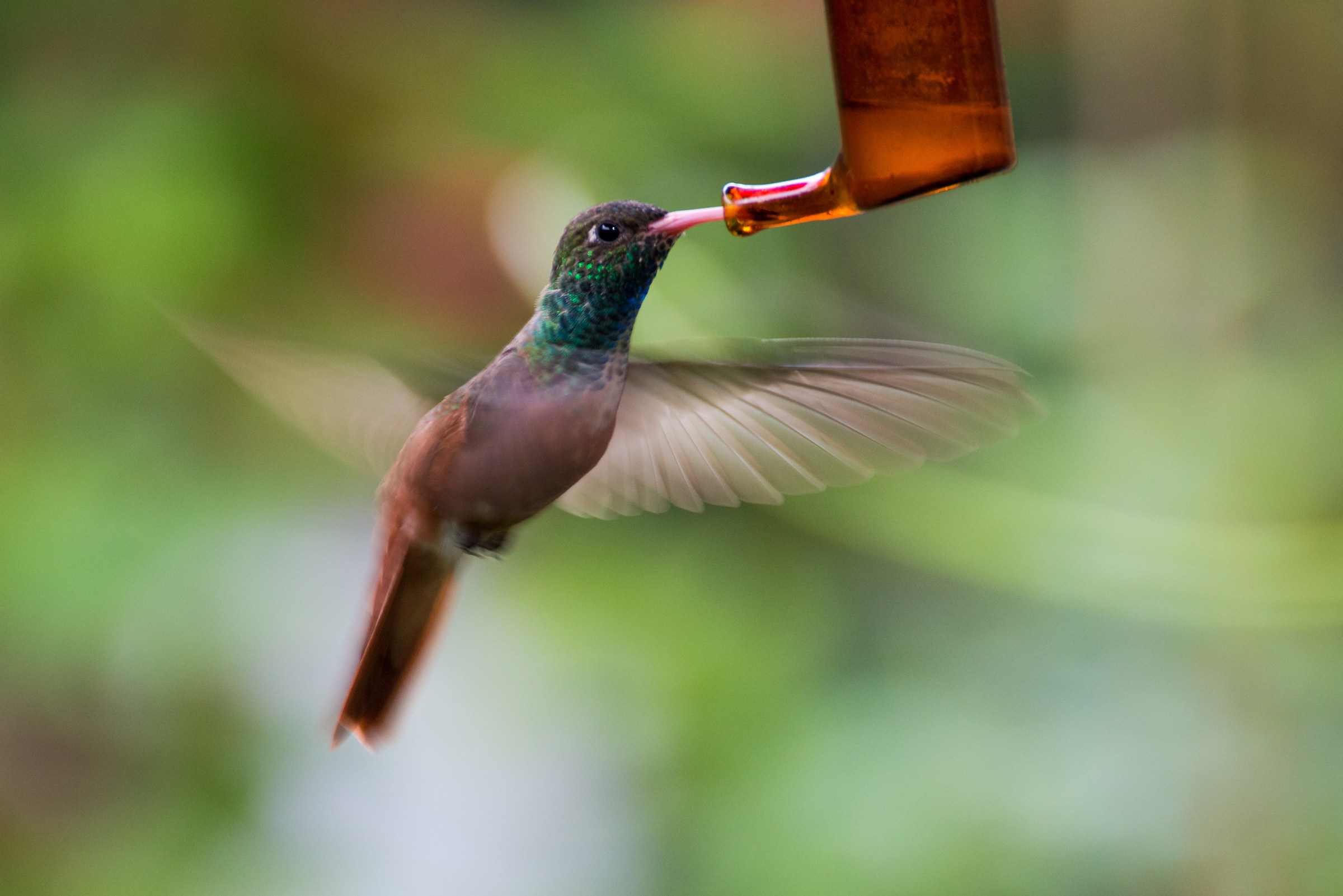 Hummingbird