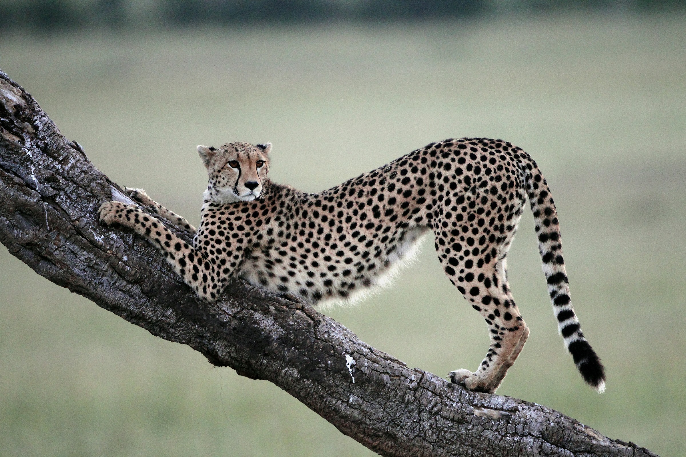 Farsi le unghie come un... gattone