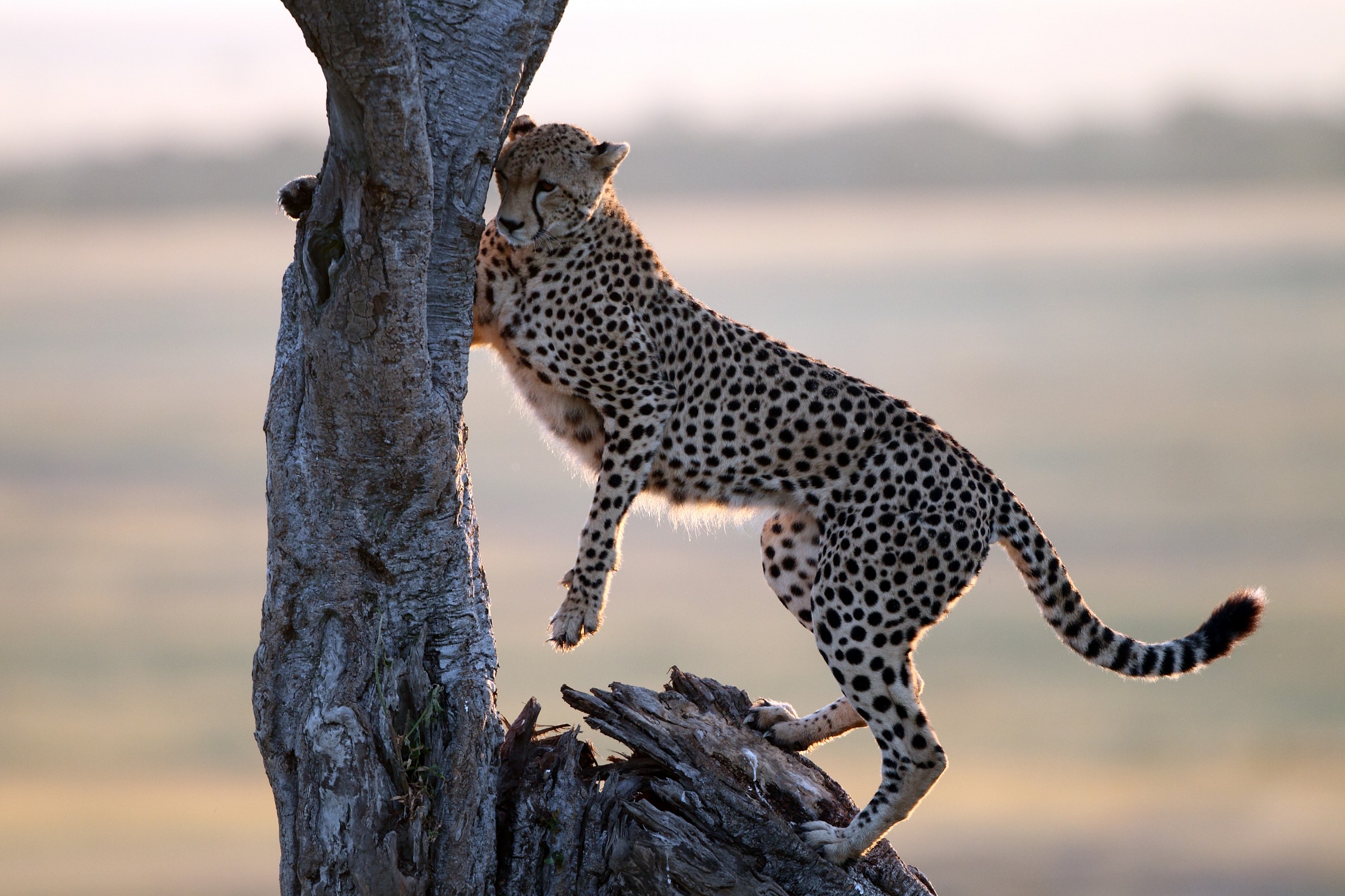 Quest'albero è mio!