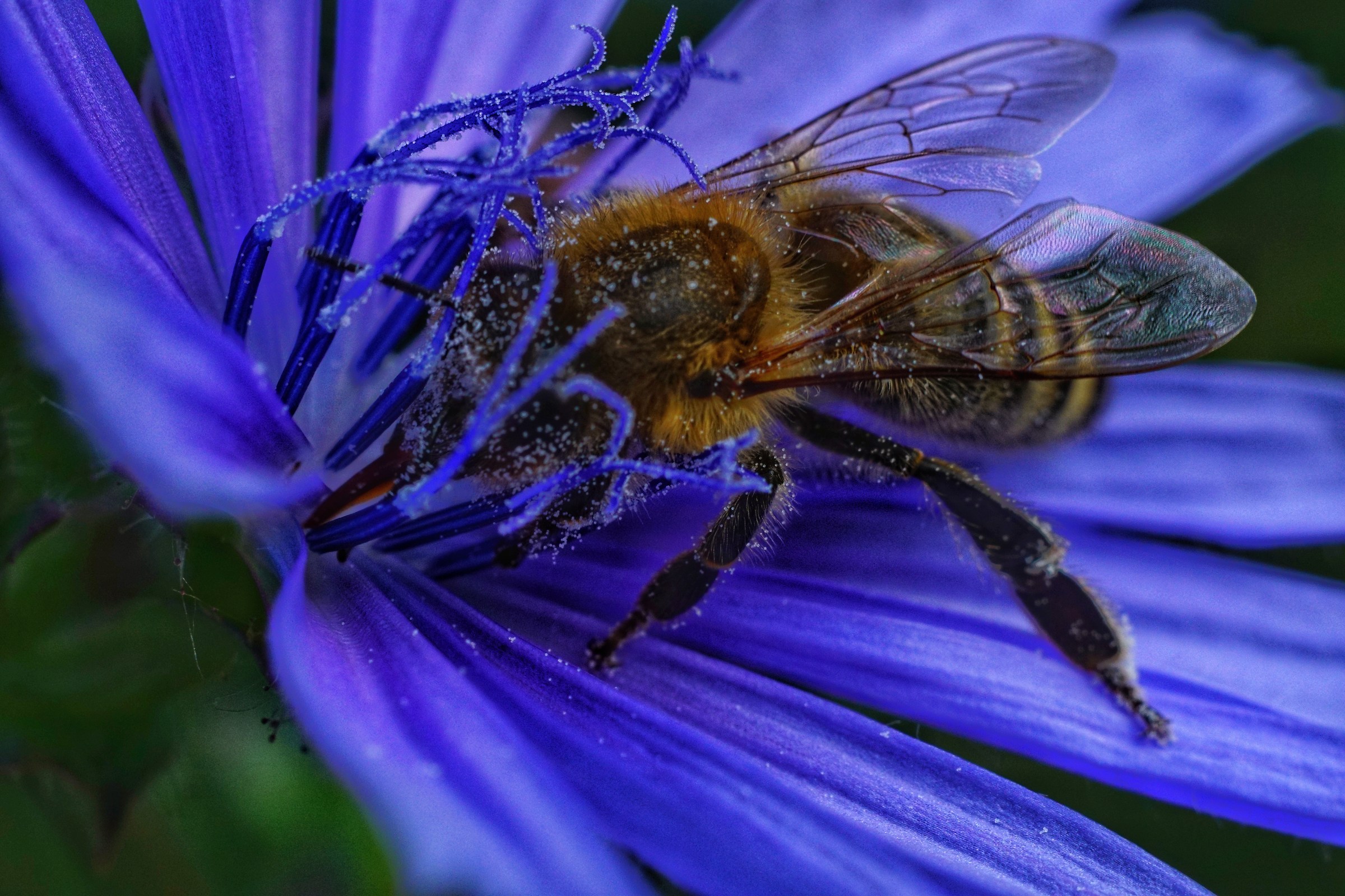 Bee