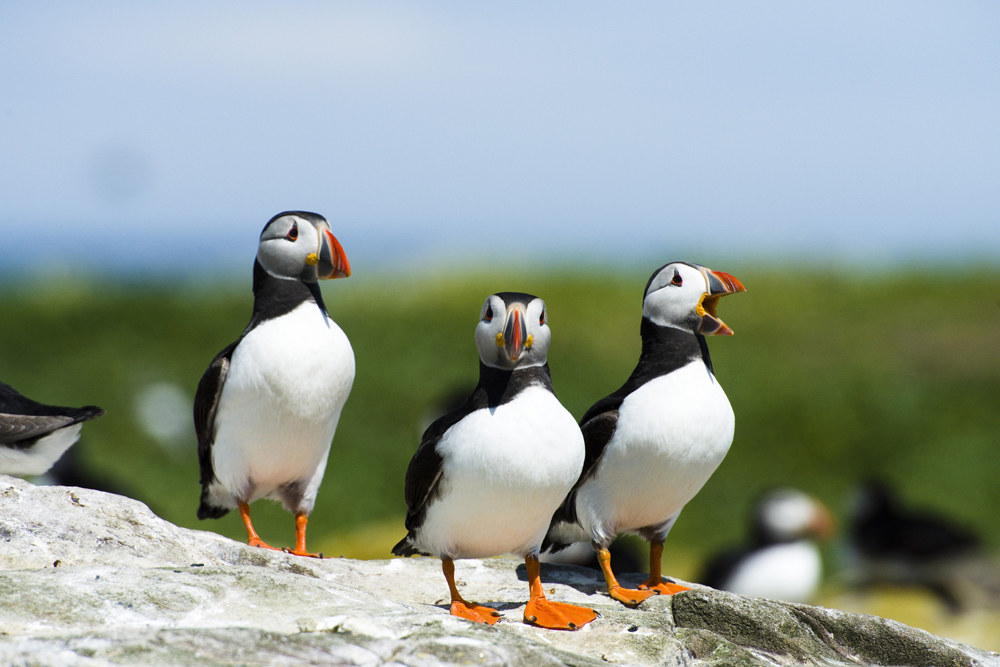 Puffins