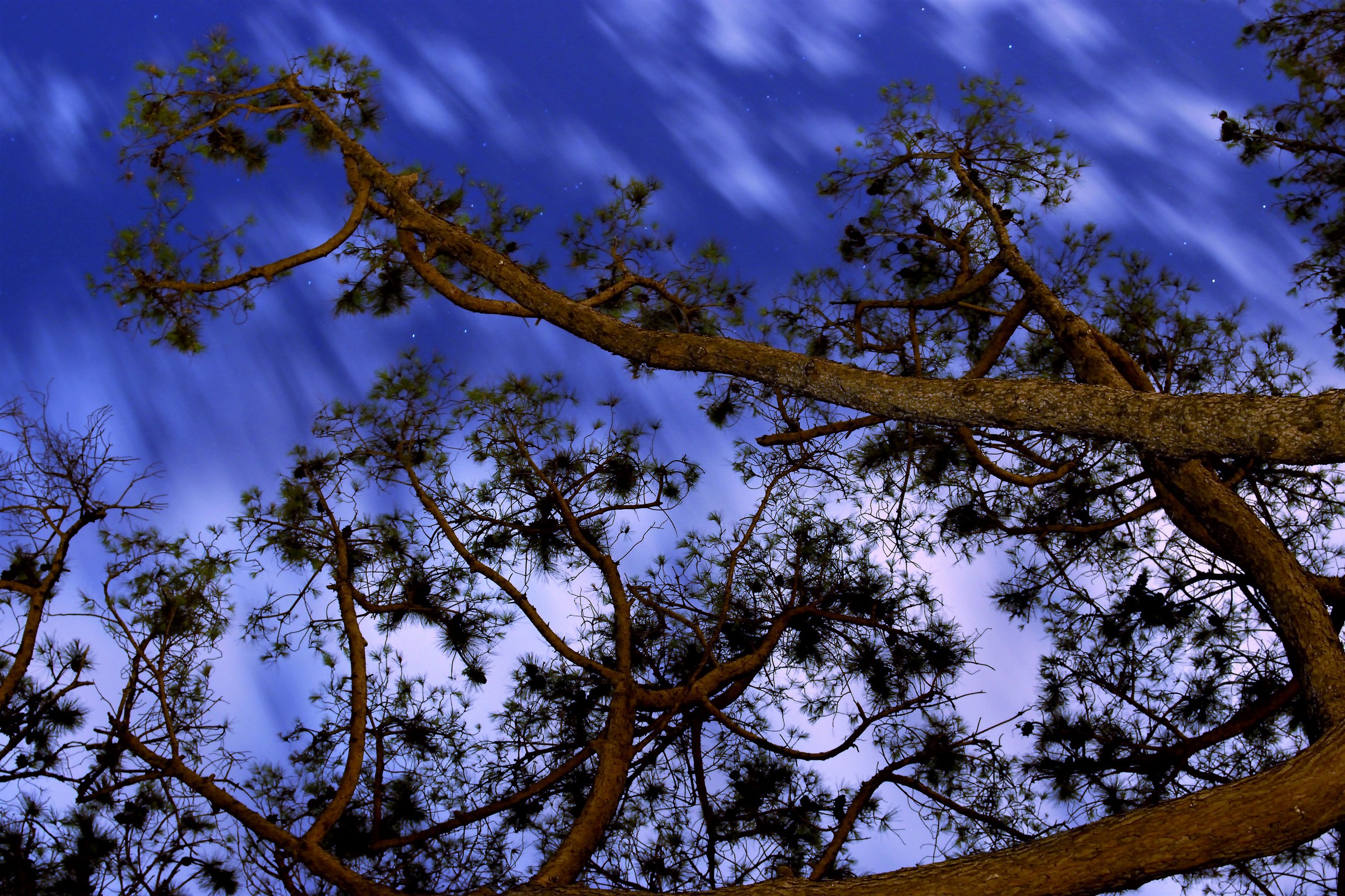 Trees, stars and clouds