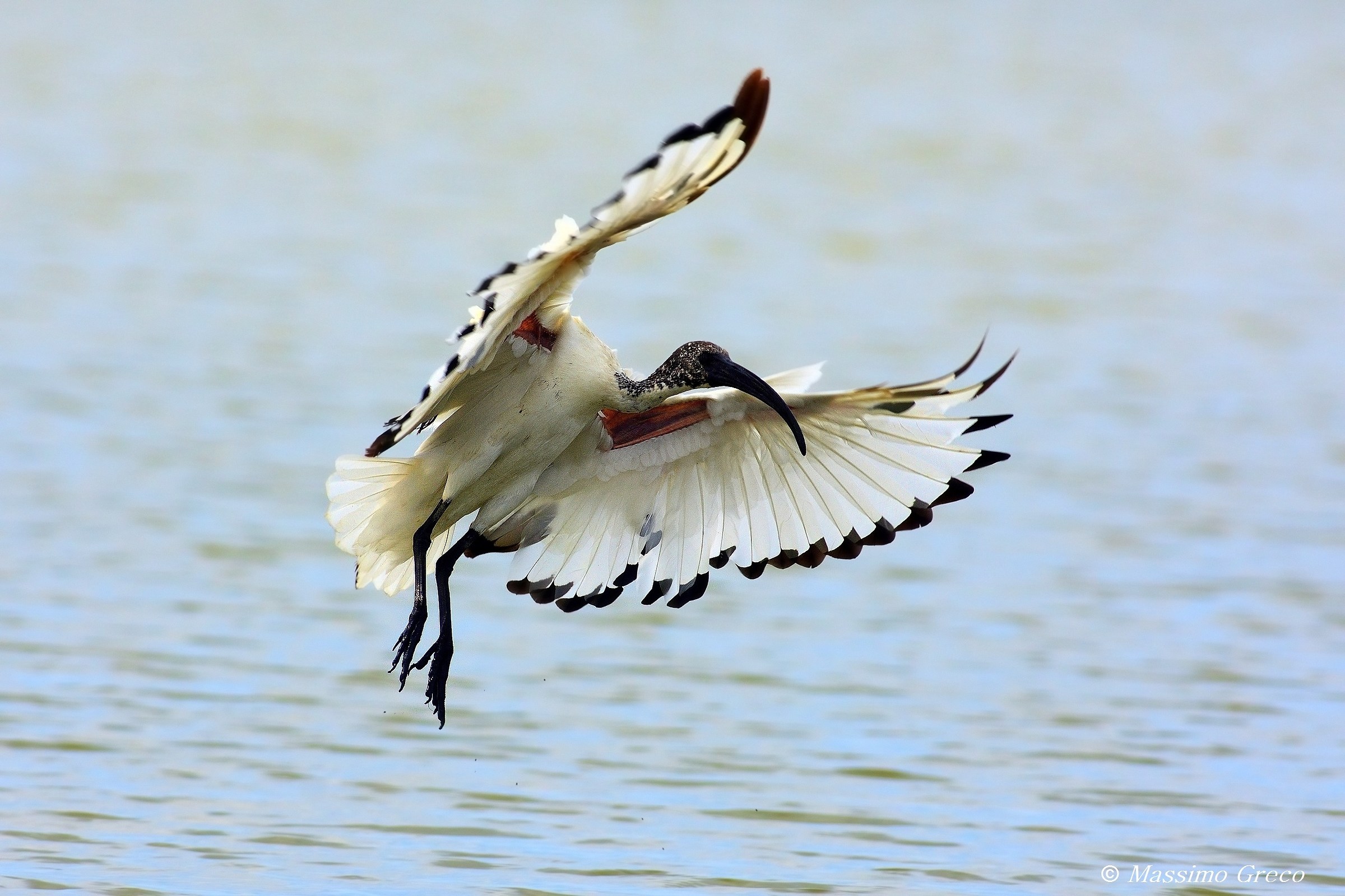 Sacred Ibis (Threskiornis aethiopicus)
