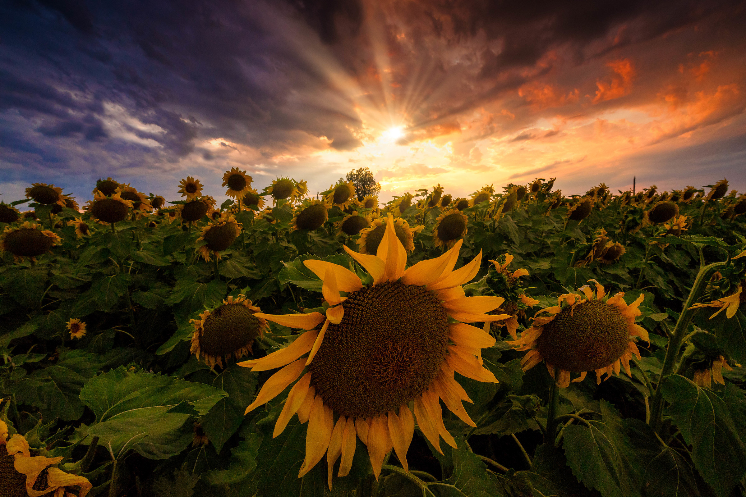 Sunflower and sunflowers