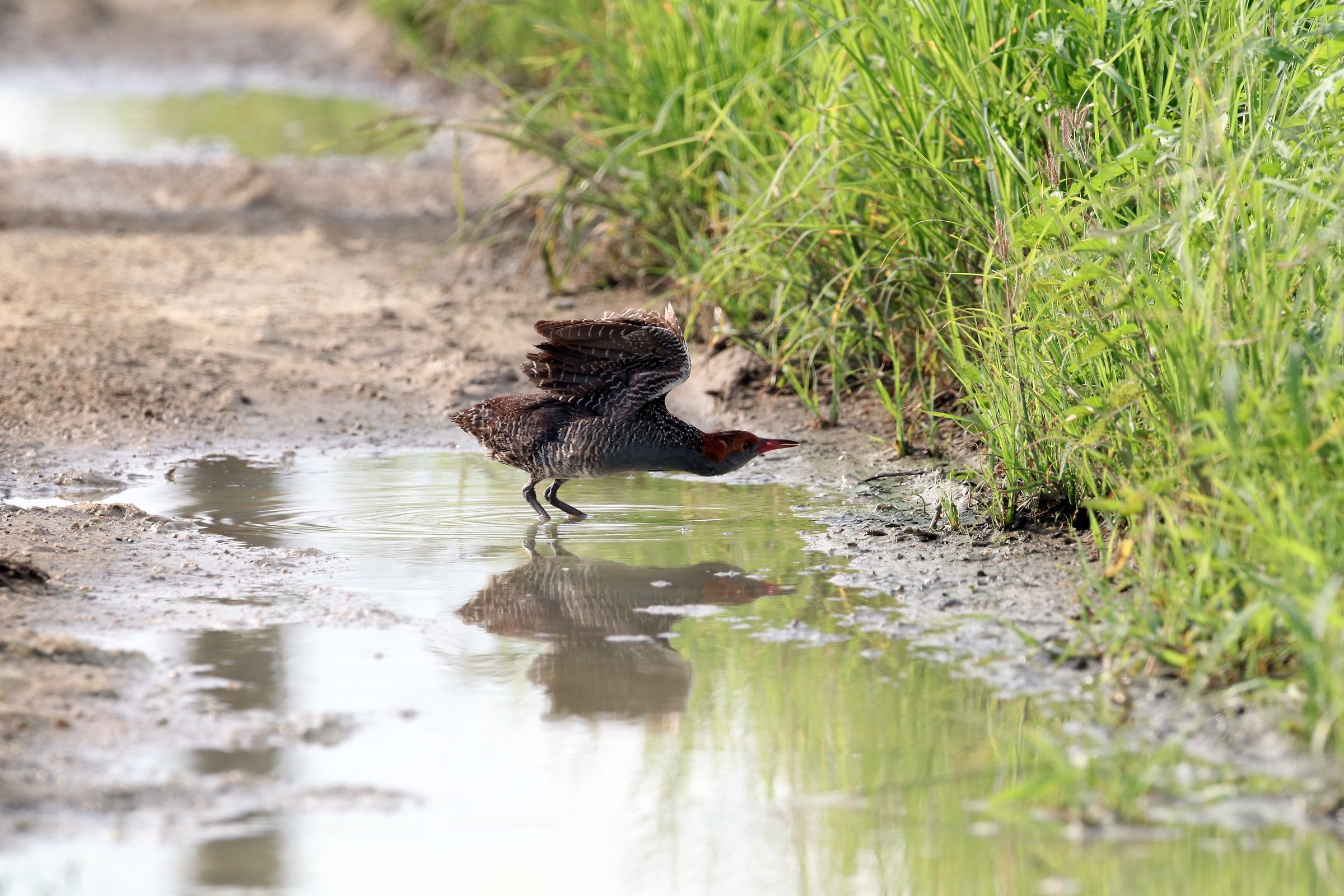 Slaty-breasted Rail