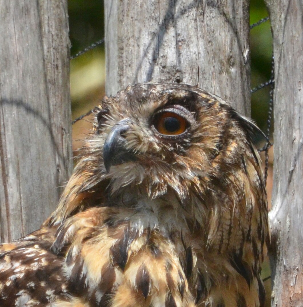 Reflections in Aviary