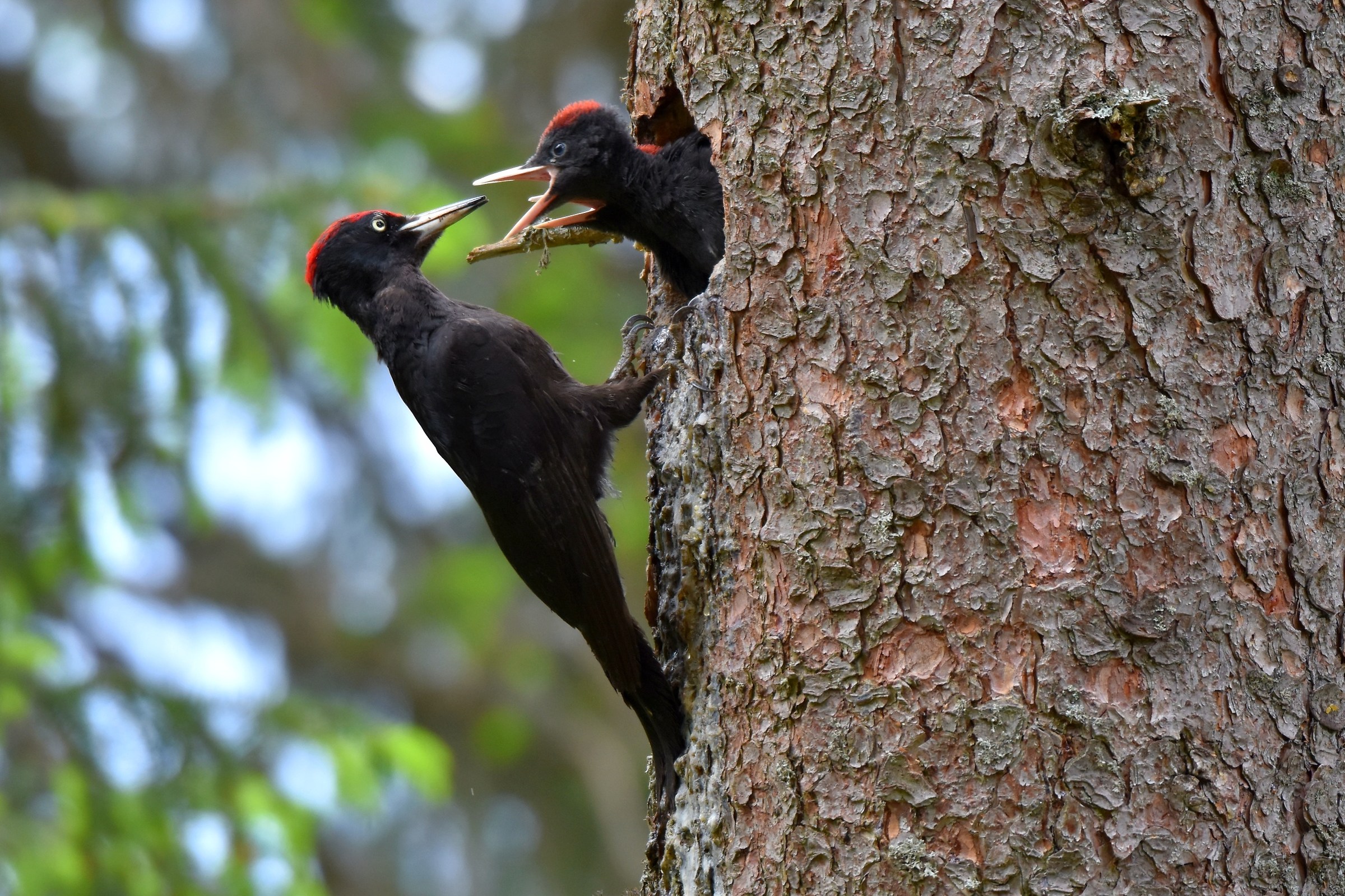 Daddy comes with the Chow