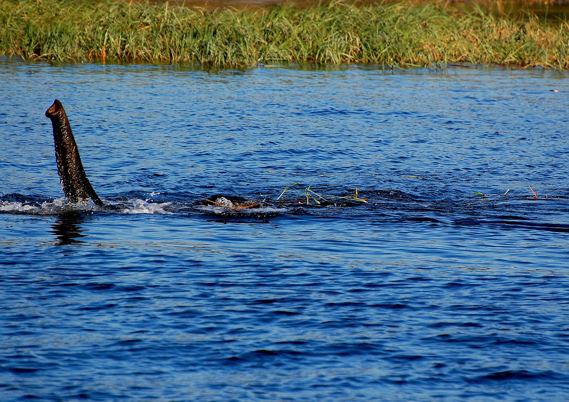 Botswana: Chobe Park-proboscis... Wind Channel
