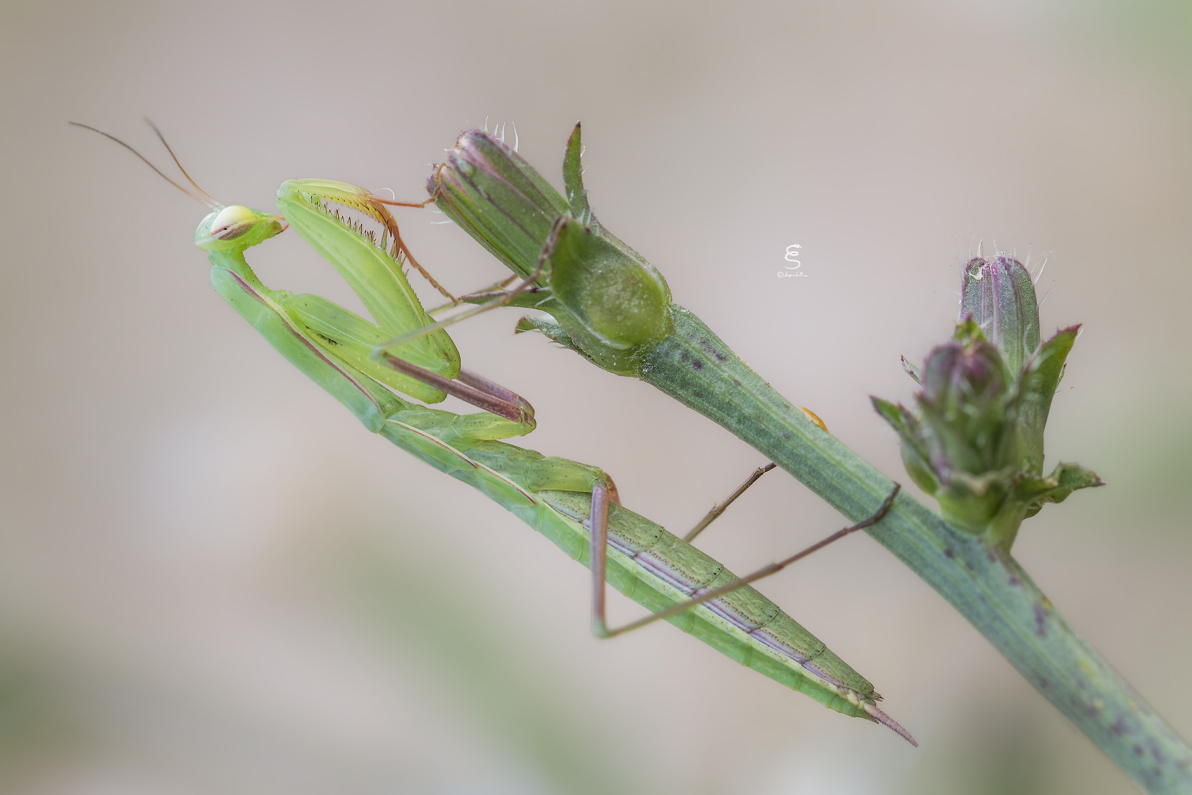 Nymph of religious Mantis (female).
