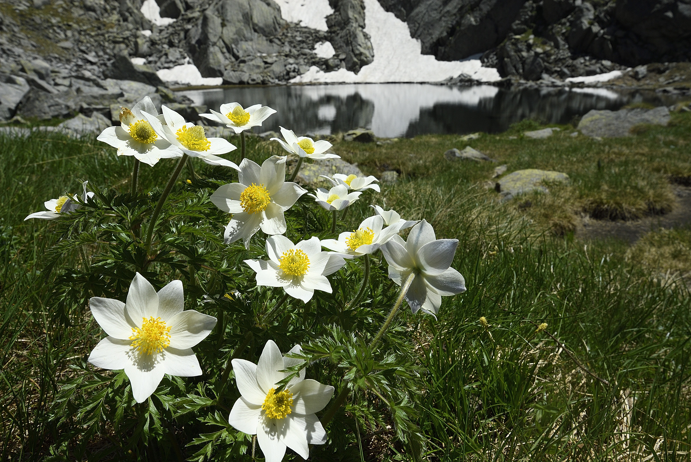 Hellebores at Lake Rowan (Val di Stabio)-BS