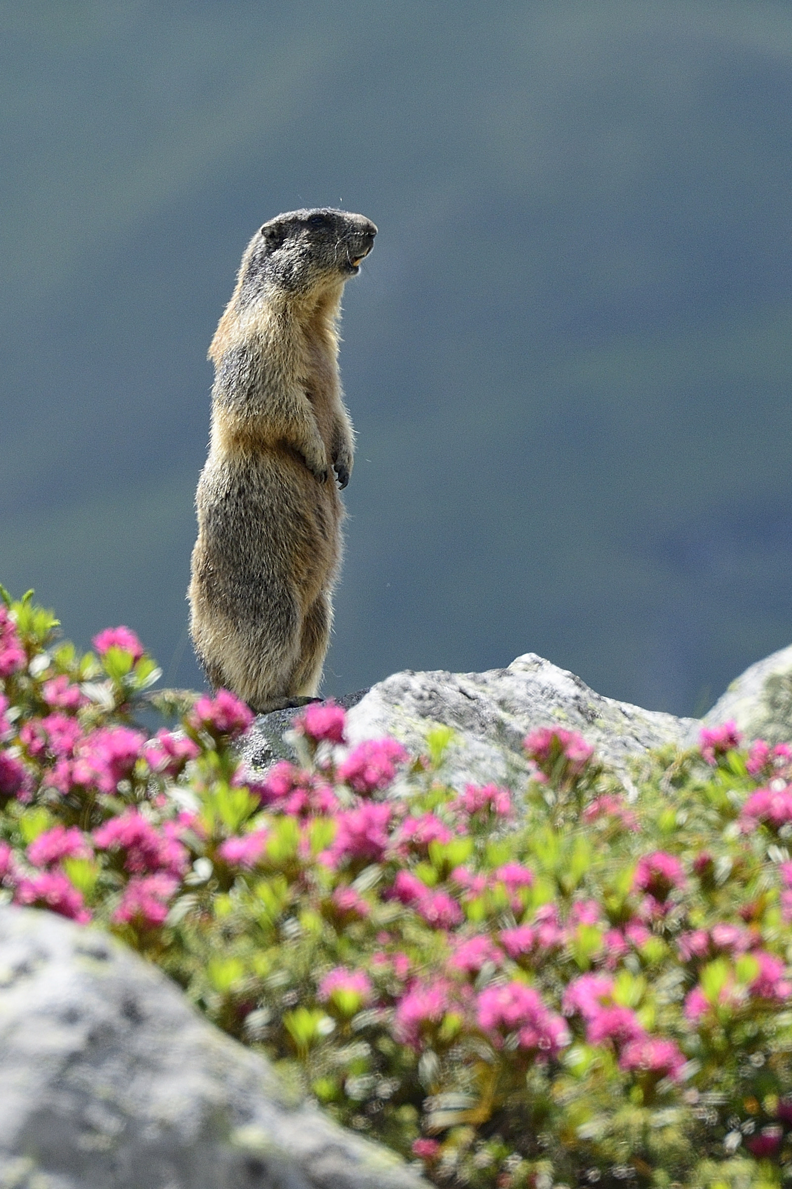 Lookout Marmot (Val di Stabio)-Bs
