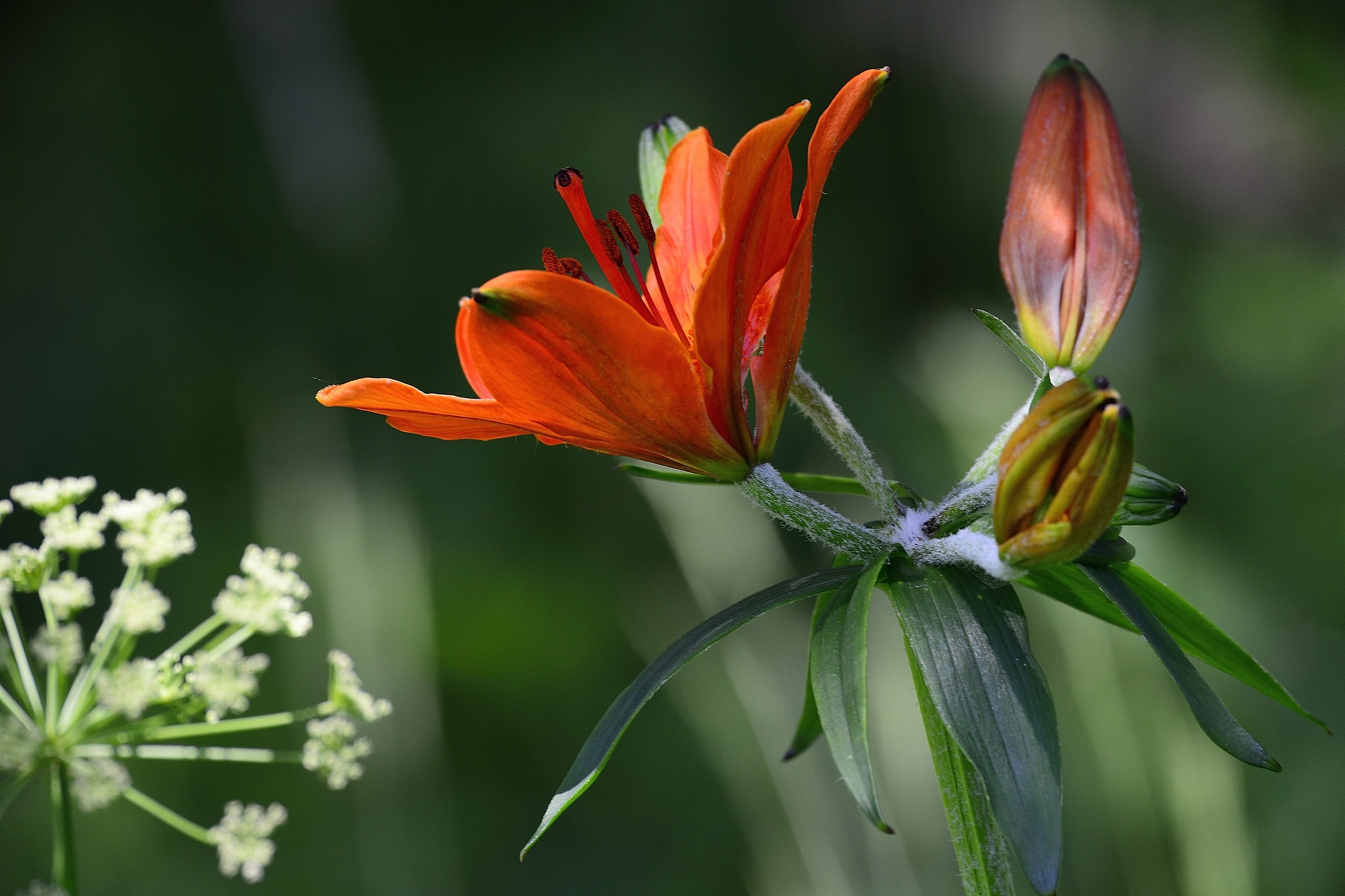 Red Lily