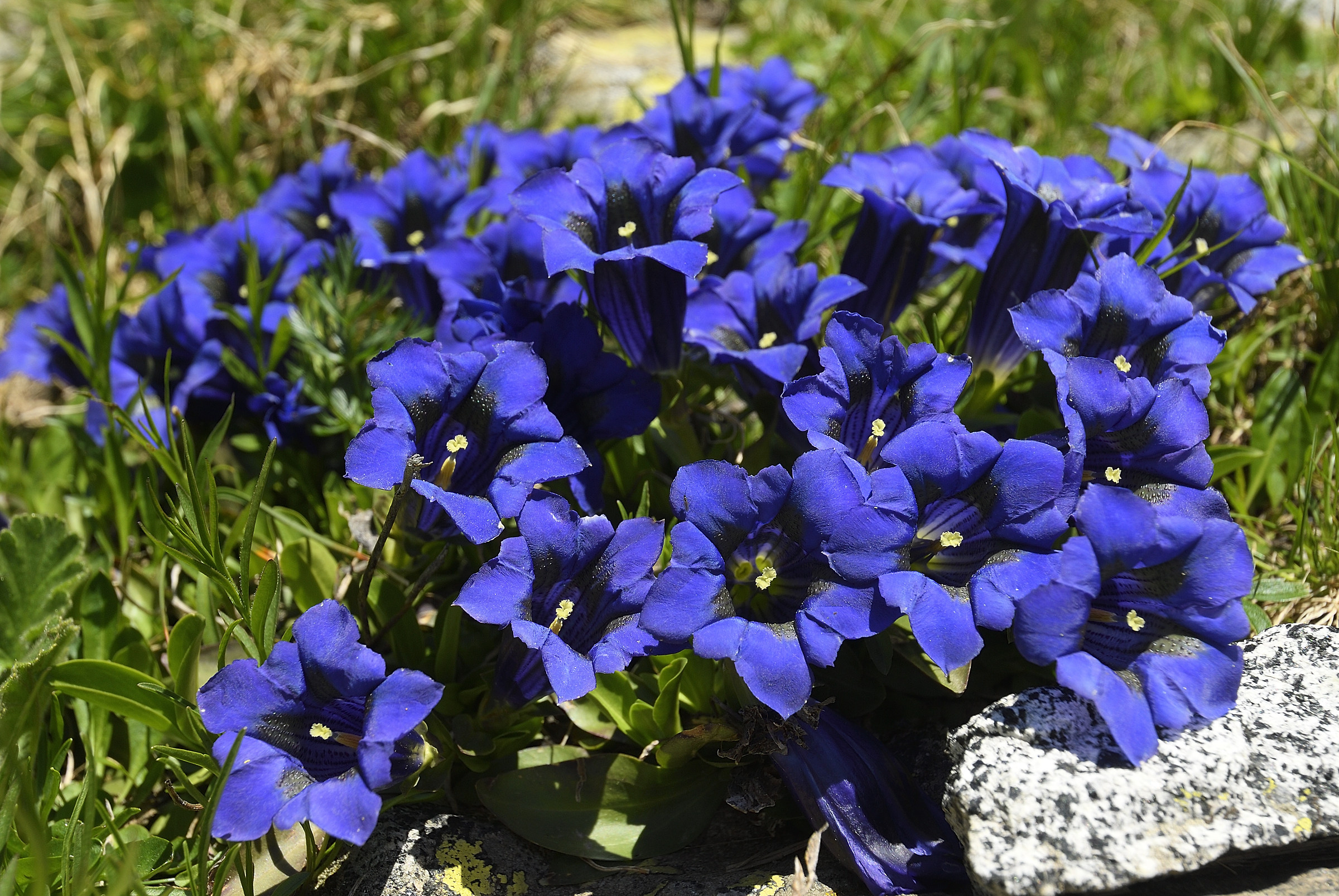 Gentians
