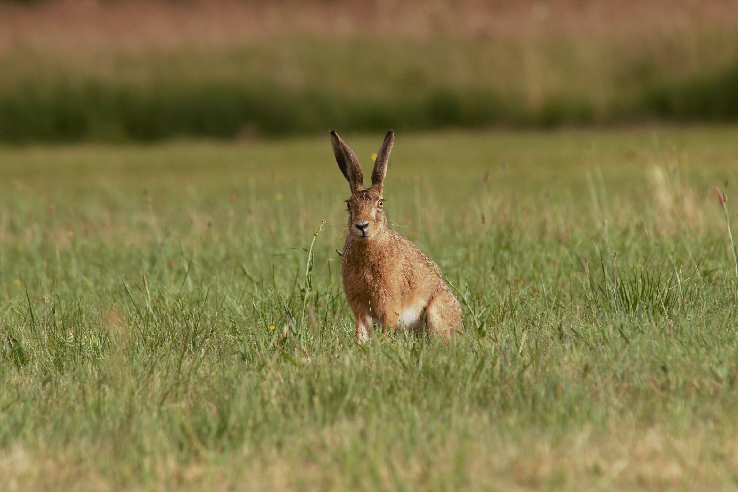 Lepre bruna (Lepus europaeus)