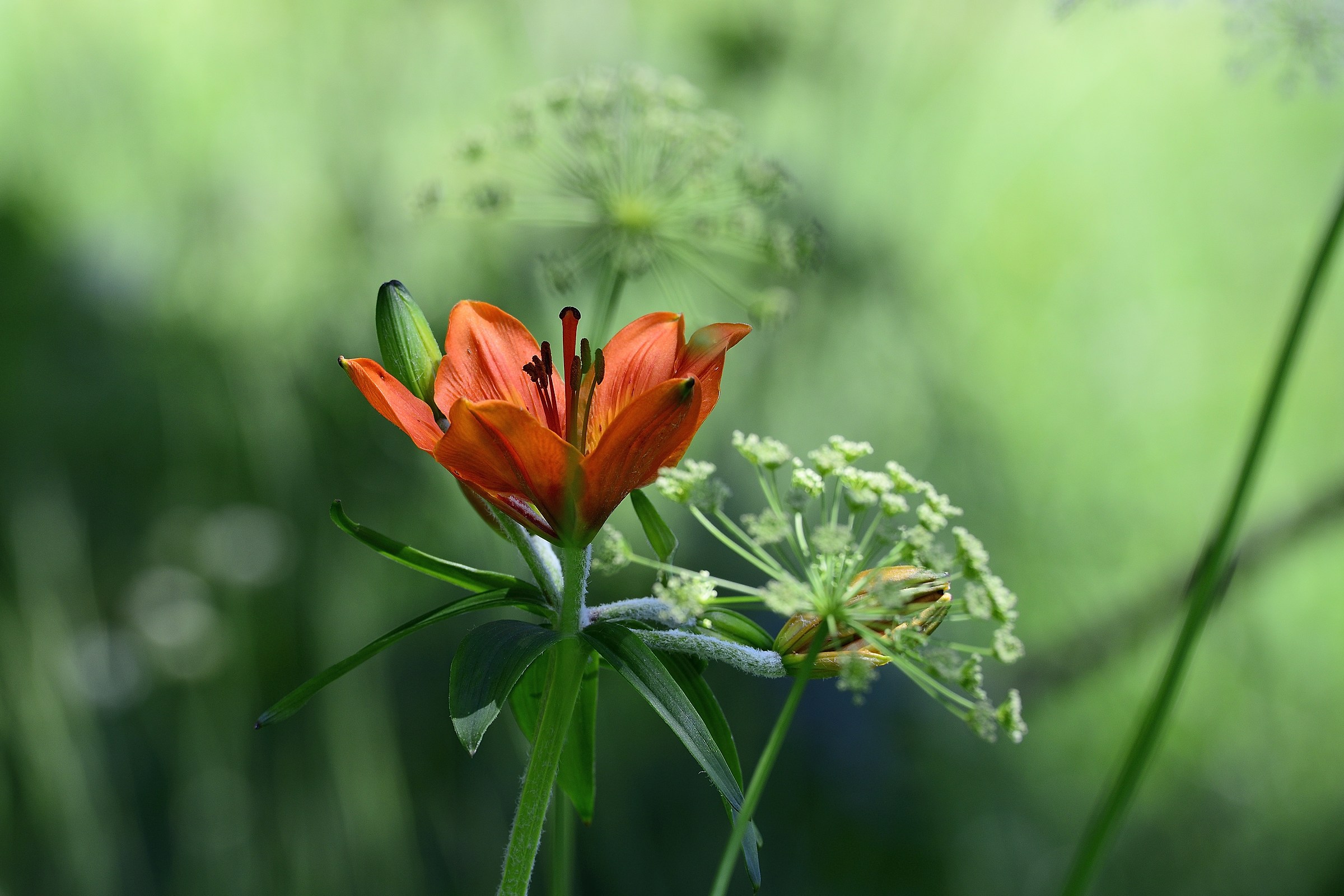 Red Lily