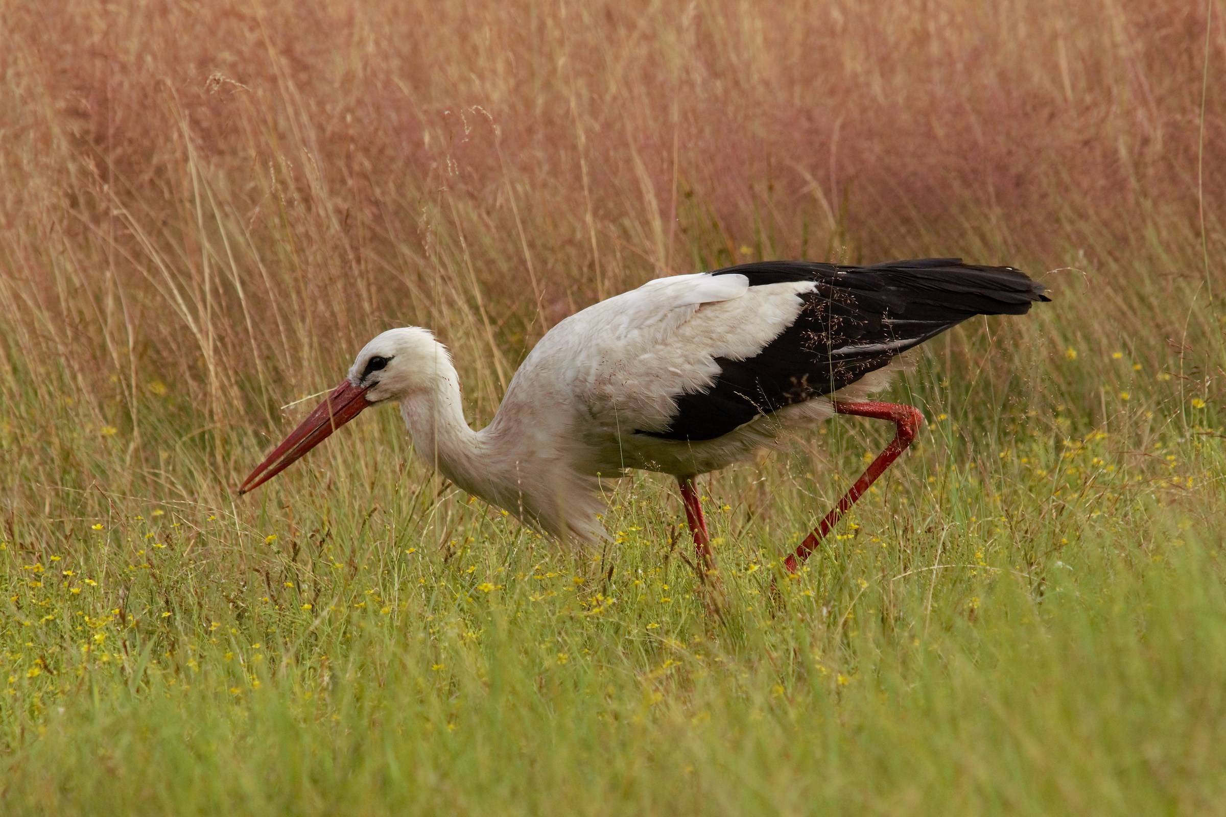 Cicogna bianca (Ciconia Ciconia)