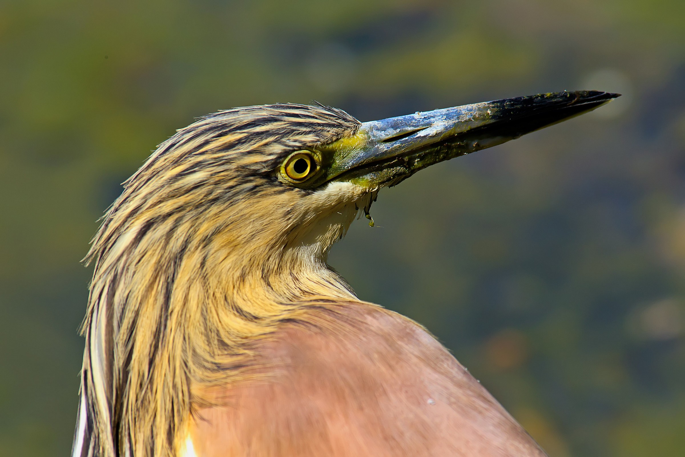 Ritratto Sgarza ciuffetto (Ardeola ralloides)