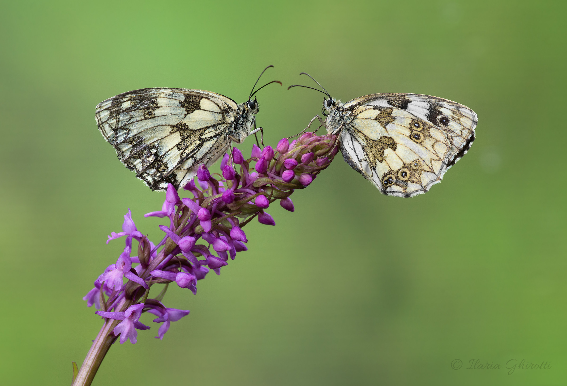 Faccia a faccia tra Galatee