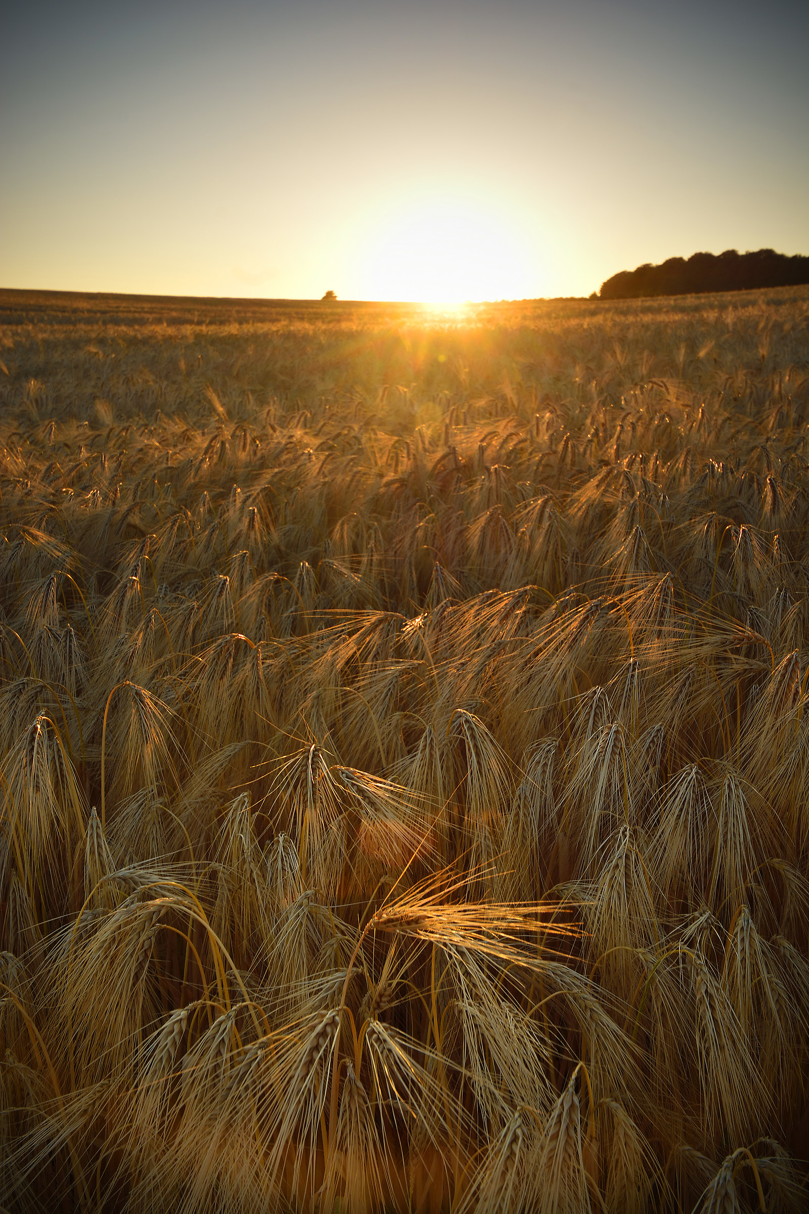 Barley Field Sunrise