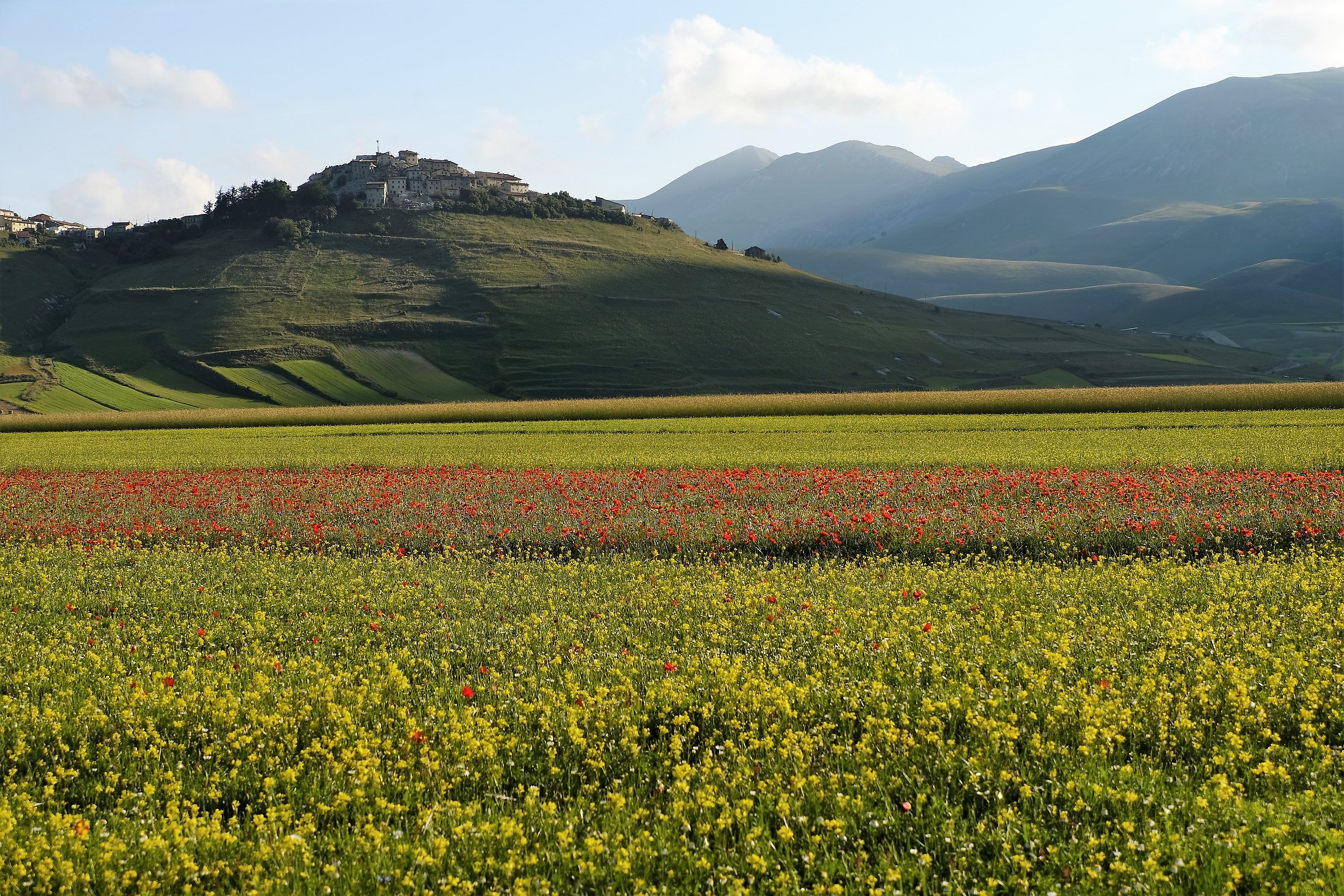 Prima fioritura a Castelluccio di Norcia ore 06.38