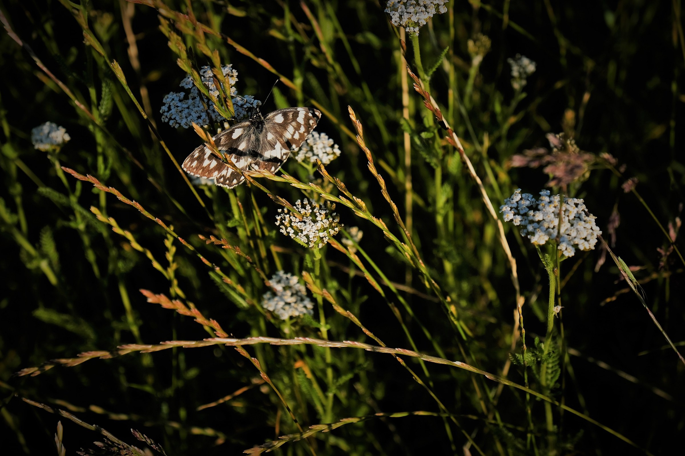 Tra i fiori della prima fioritura a Castelluccio. 06.42