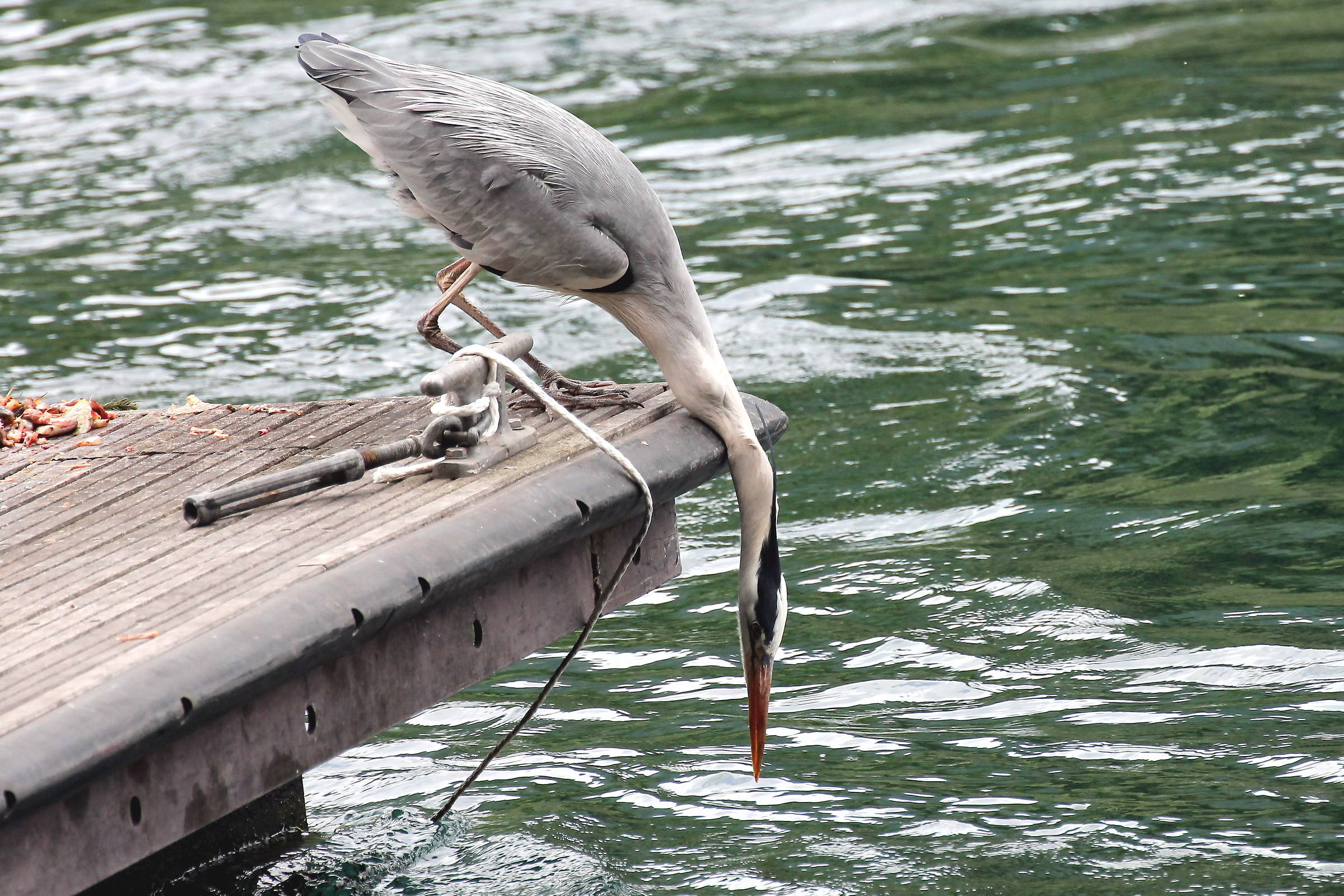 Meglio il pesce vivo