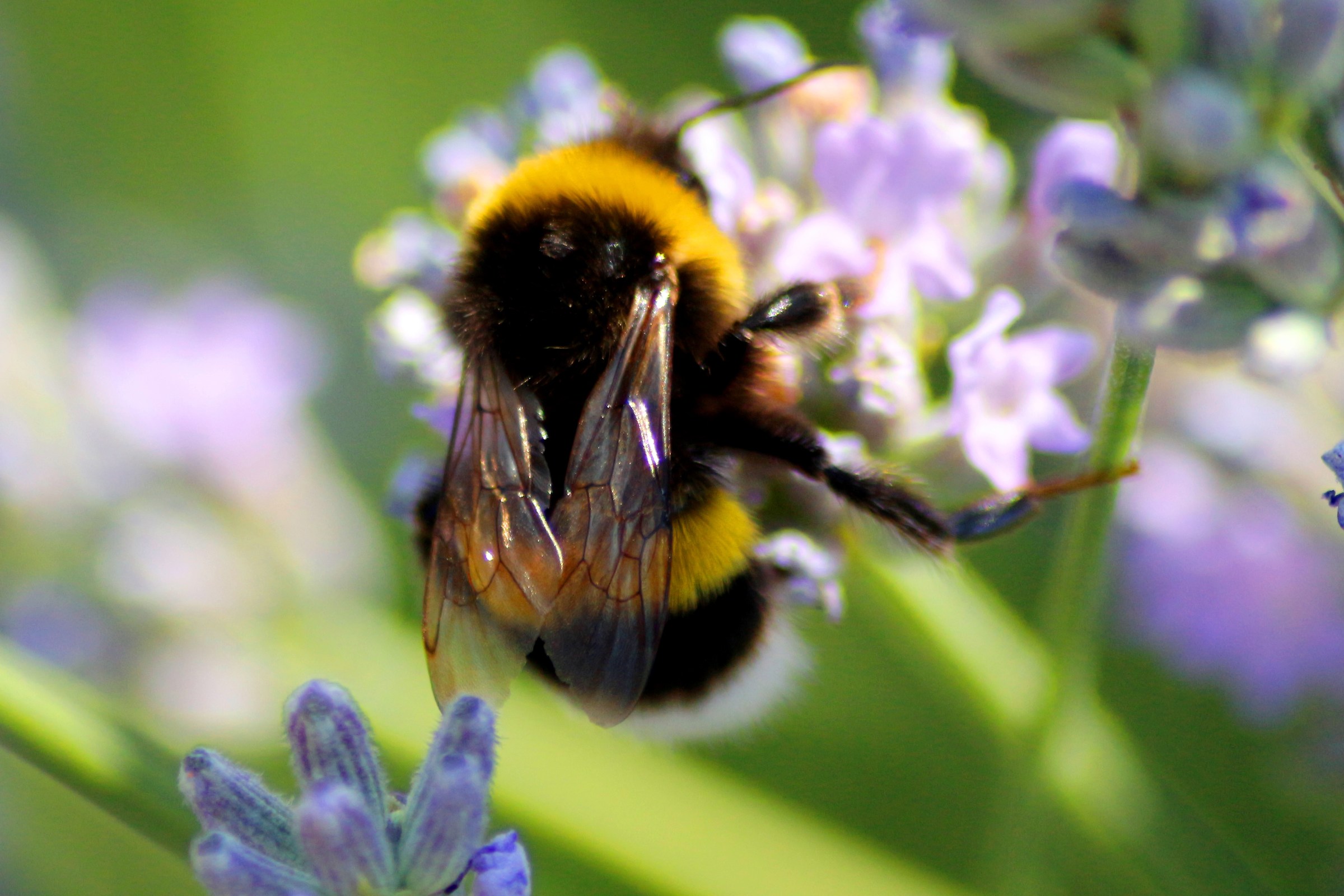 The Bumblebee on Lavender