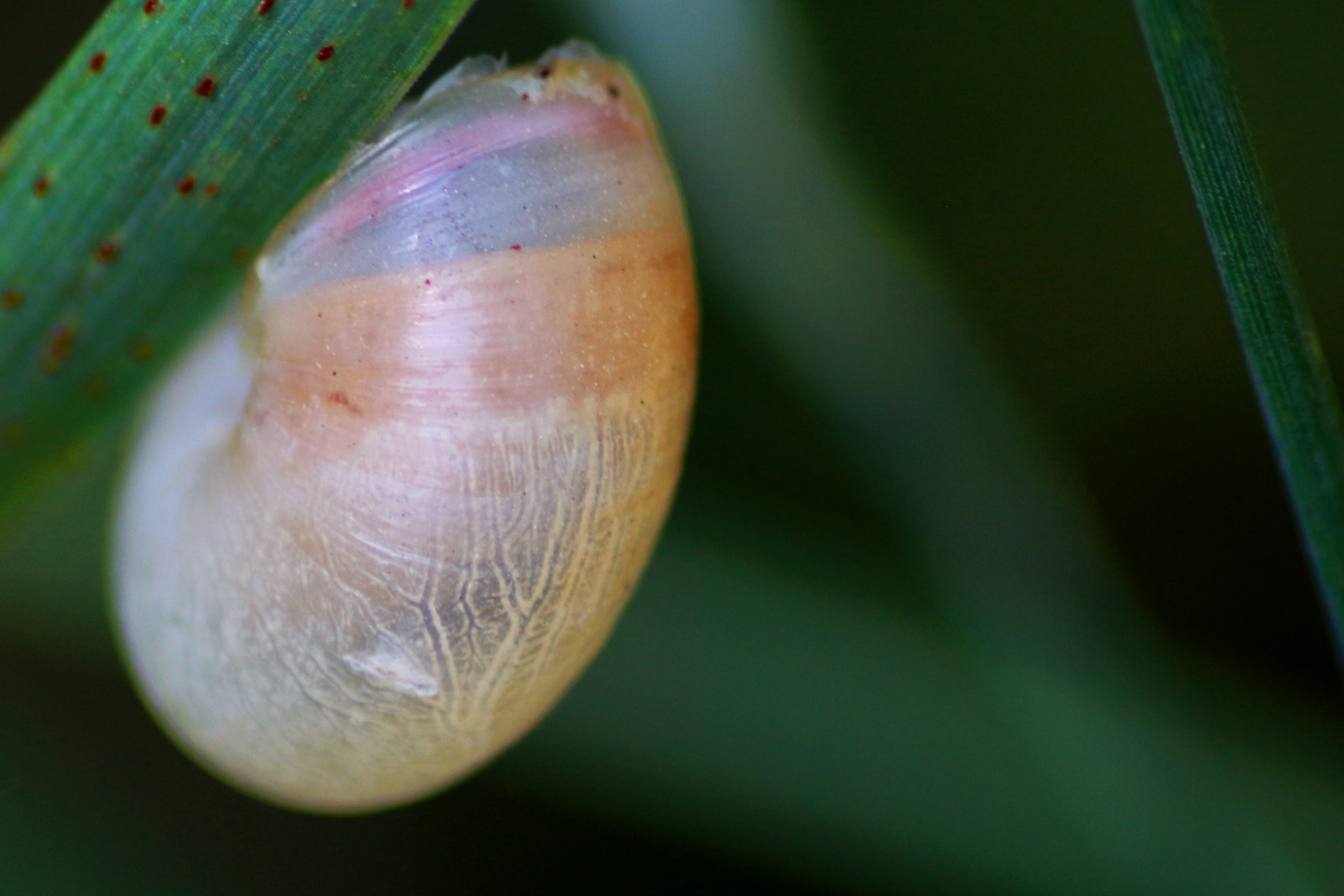 la piccola chiocciole multicolor