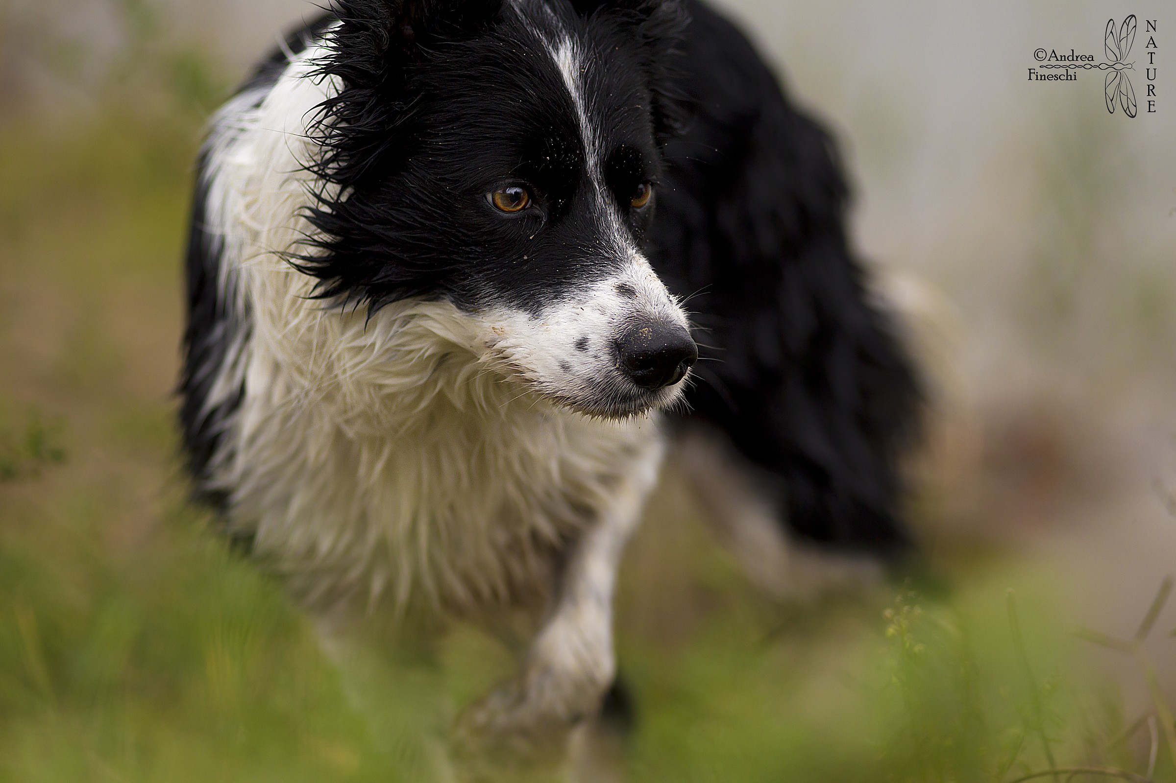 Border collie