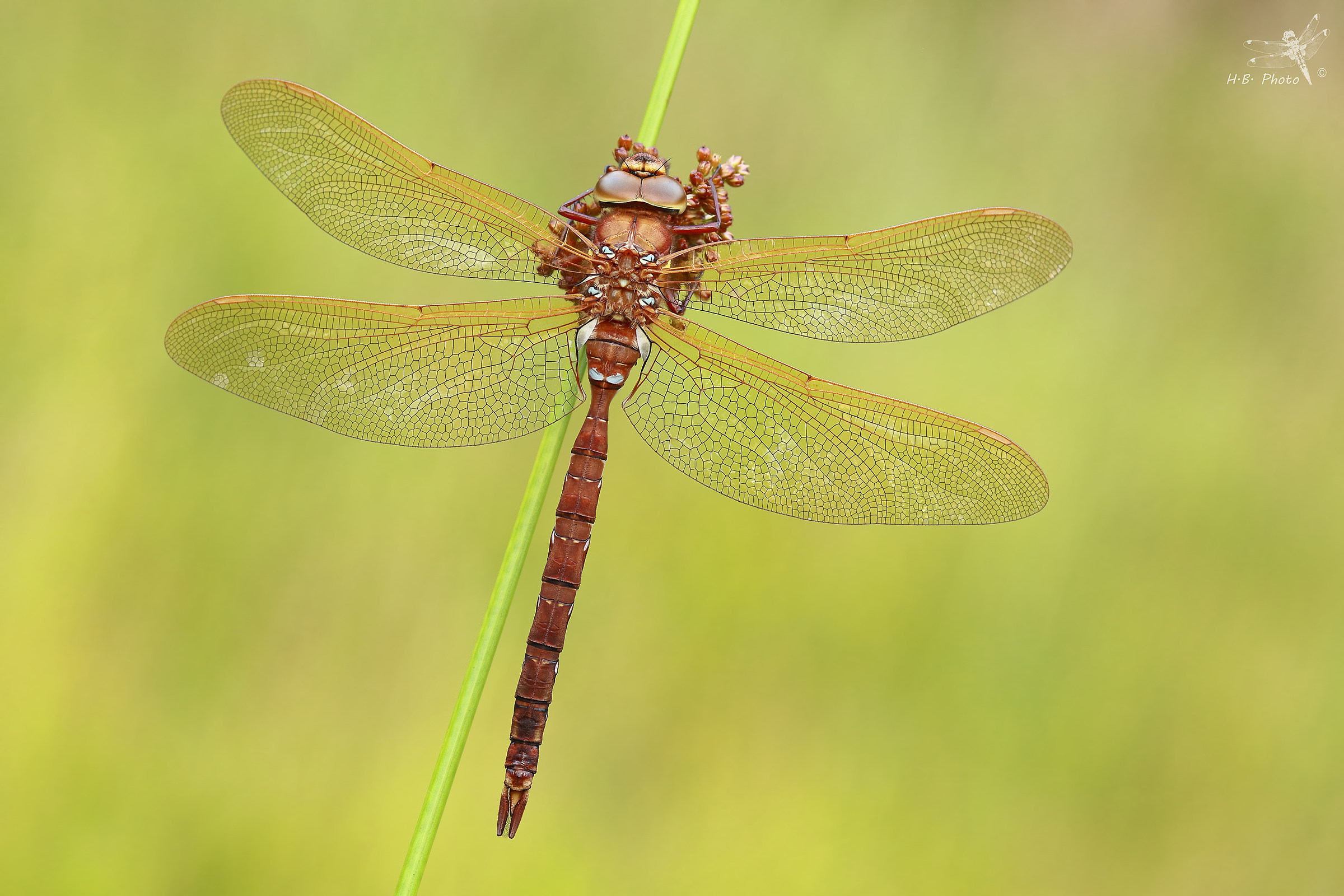 Aeshna grandis, giovane maschio