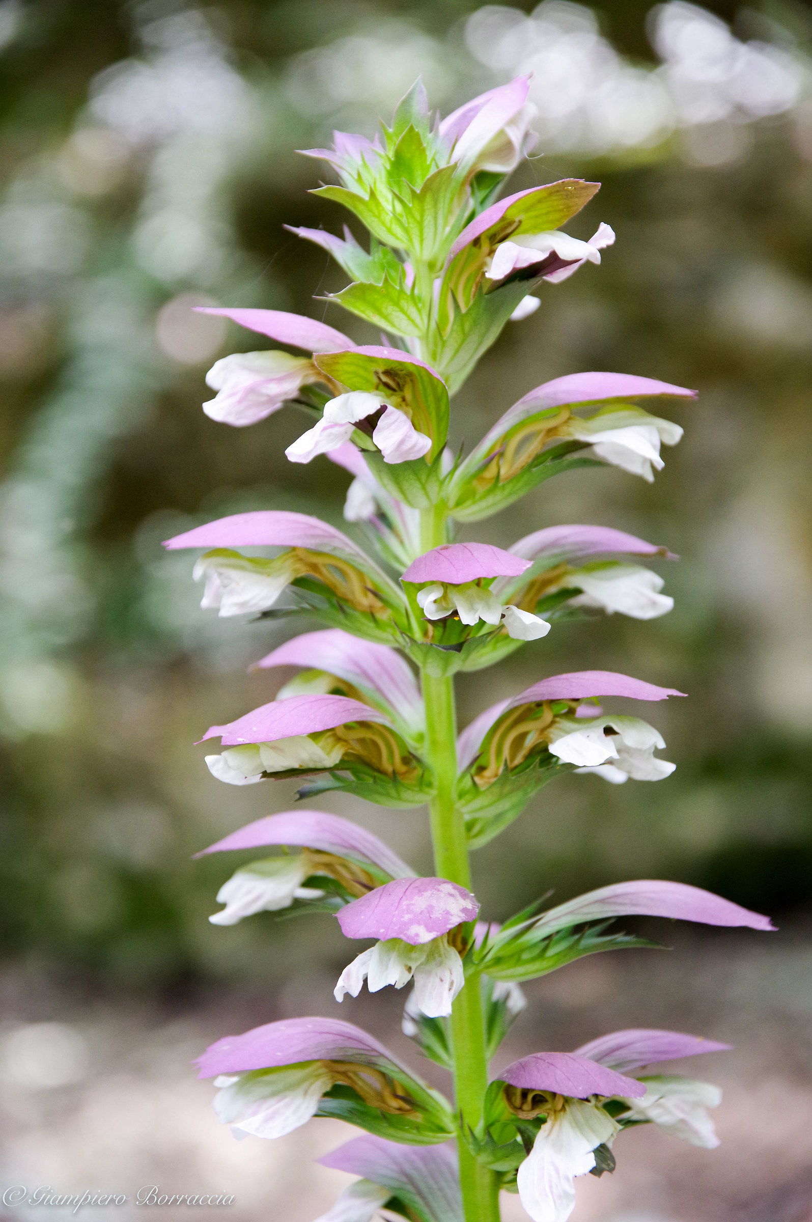 Acanthus mollis
