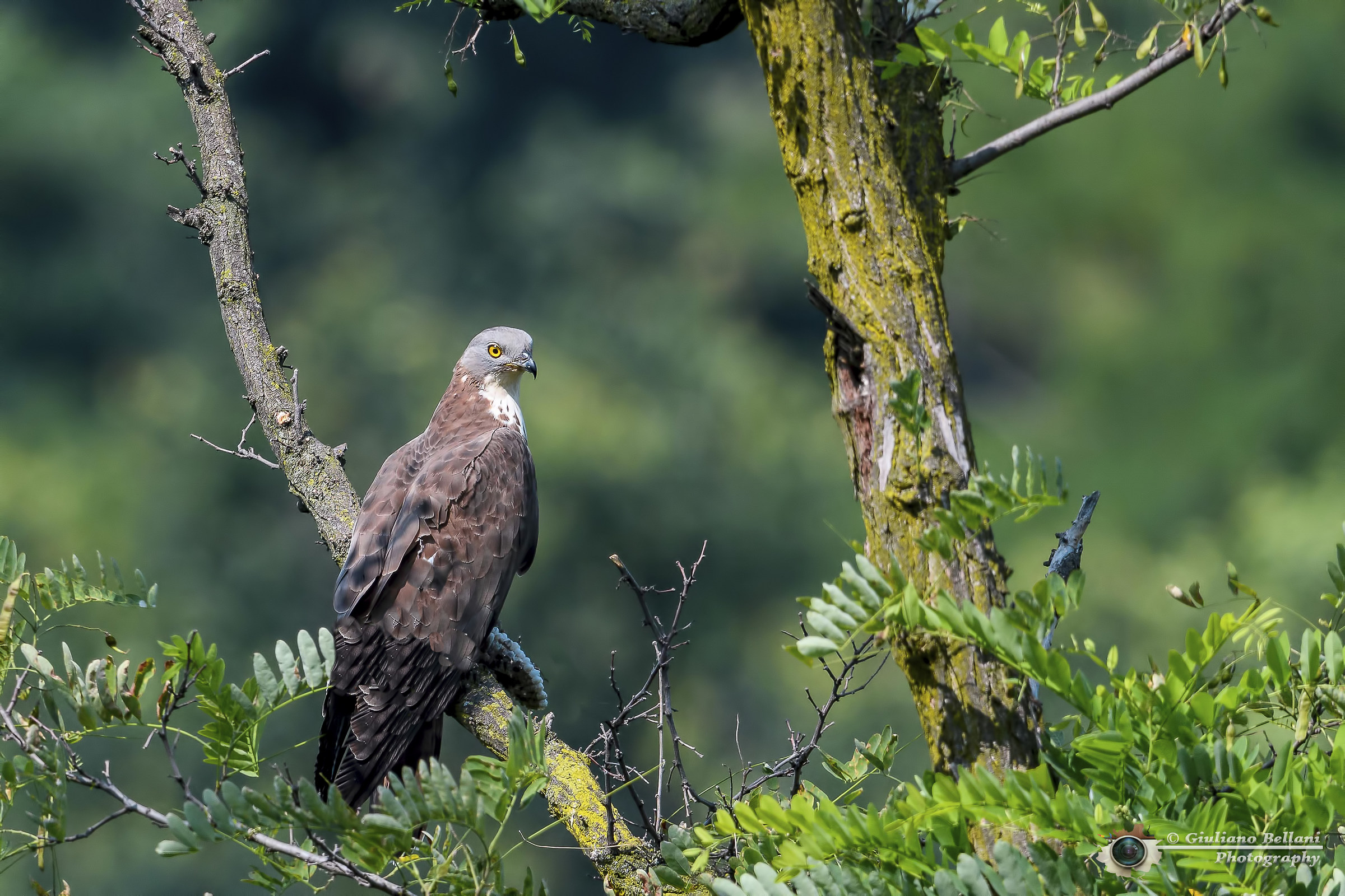 Falco Pecchiaiolo maschio con Favo.