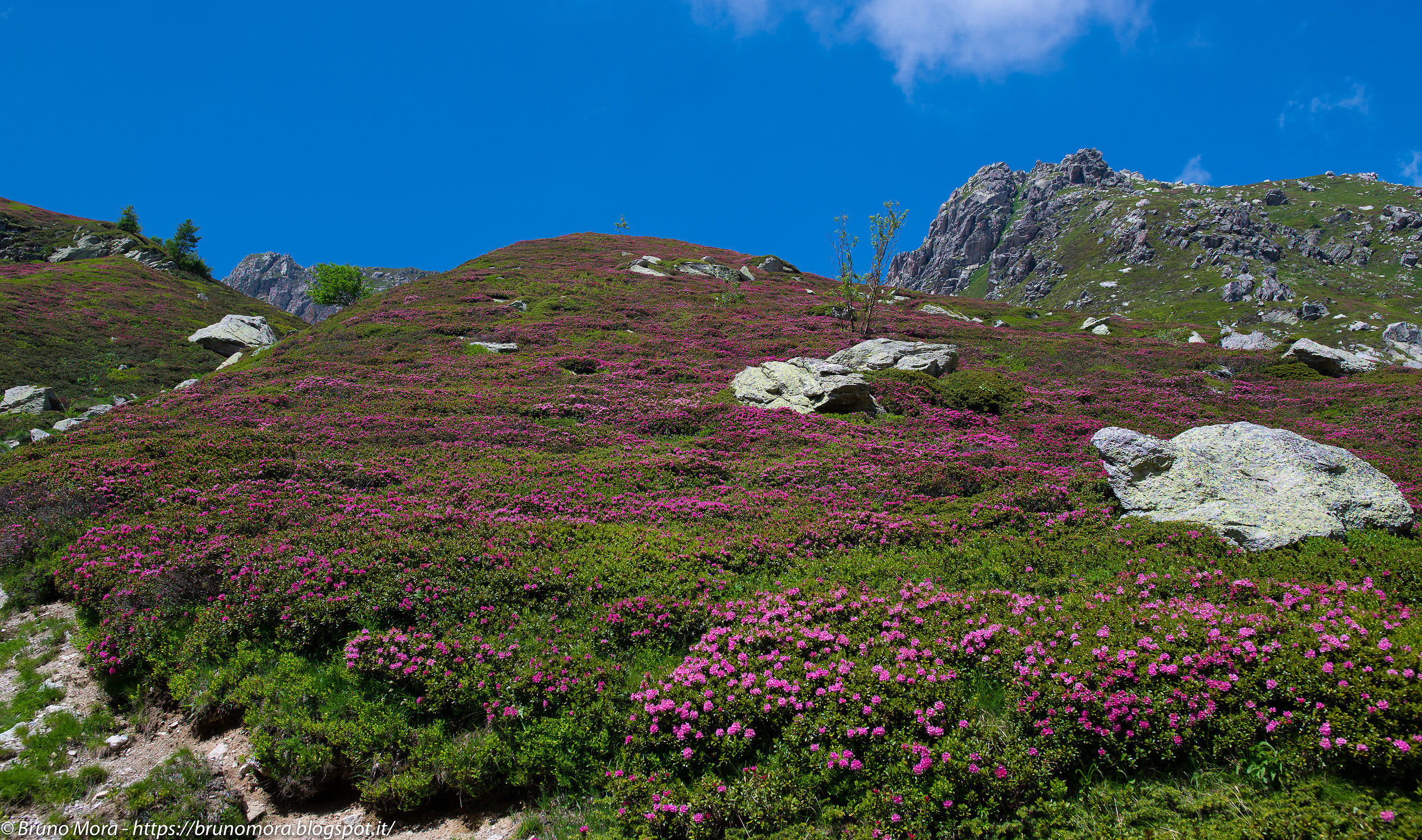 Flowering of rhododendrons