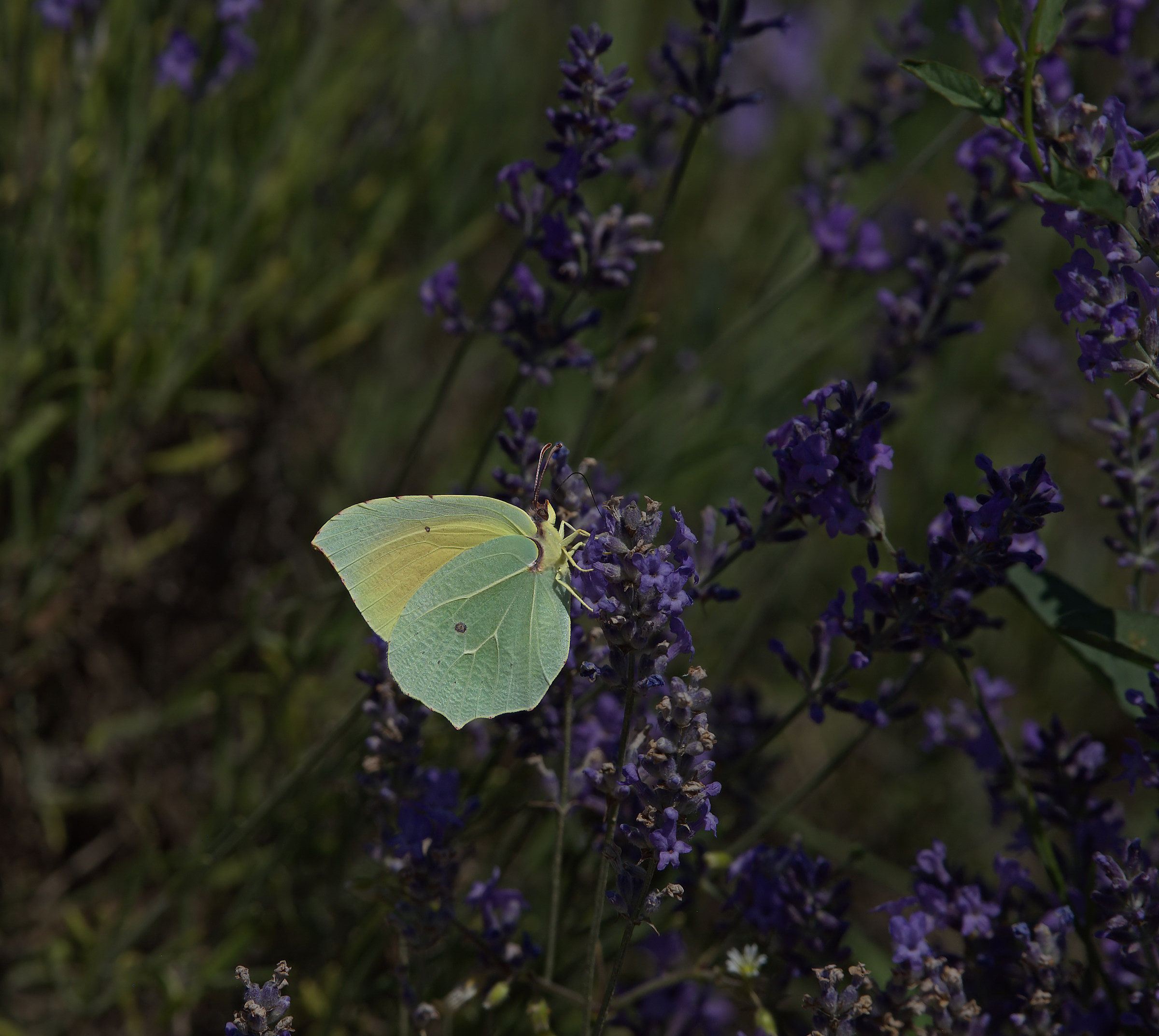 A leaf on lavender?