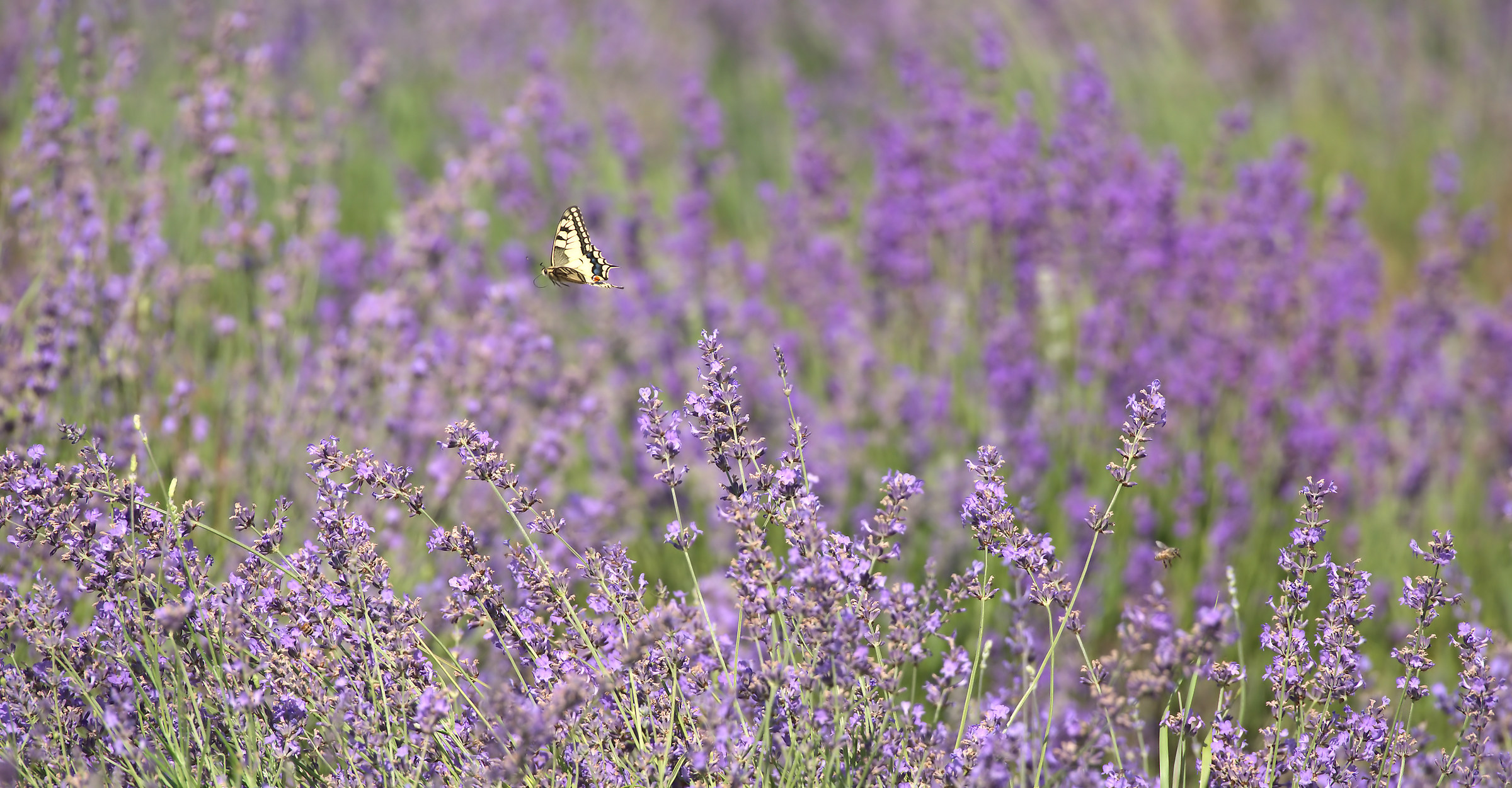Flying over the field of lavender